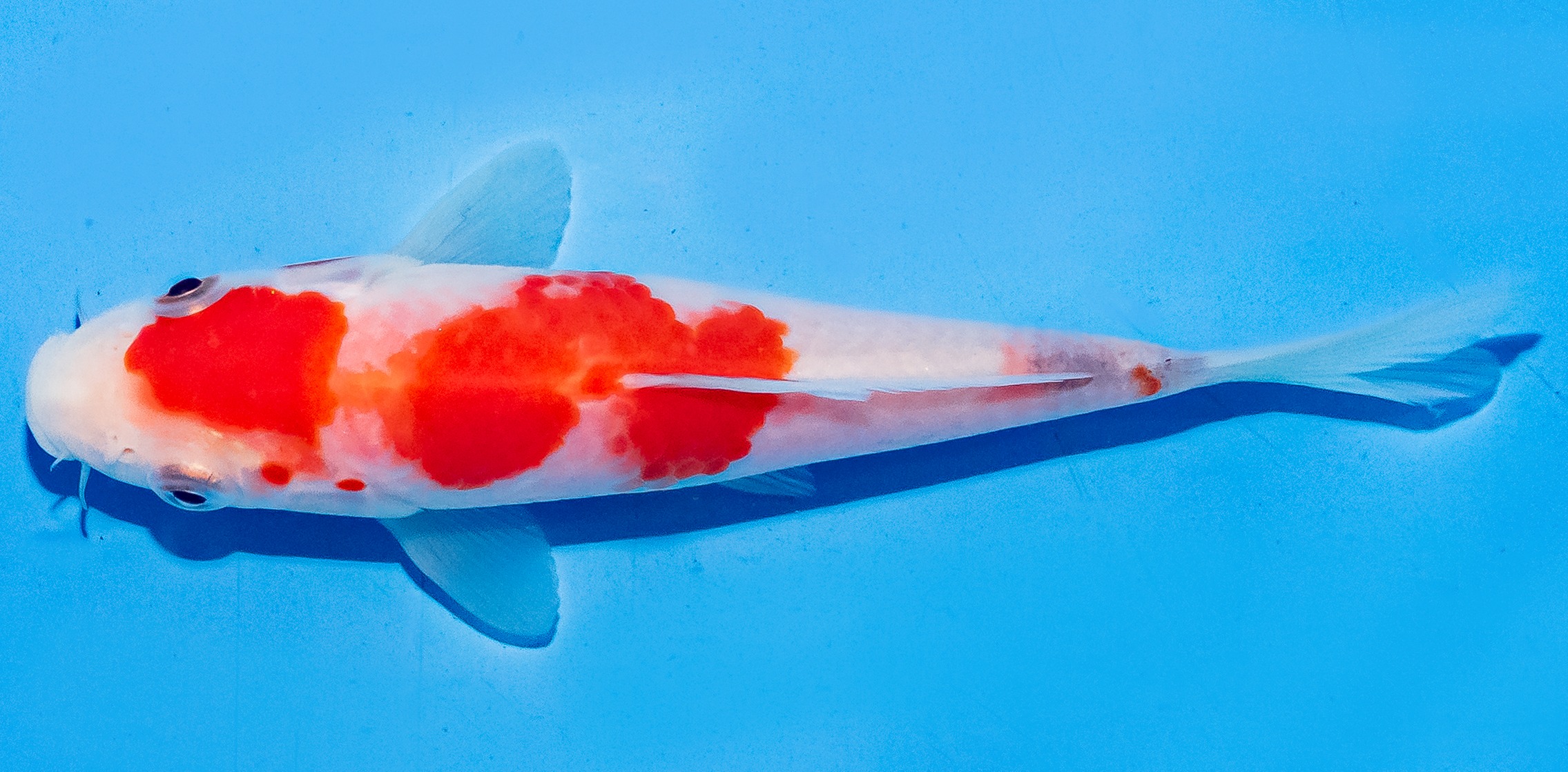Koi 14-17cm Nr. 6111