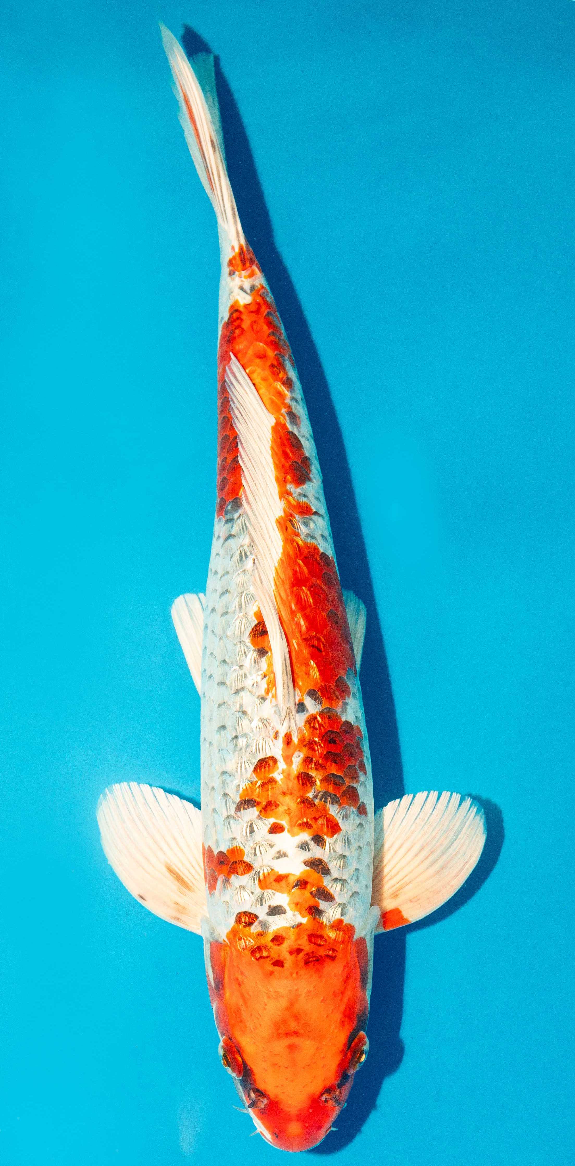 Koi 40-45cm Nr. 4987