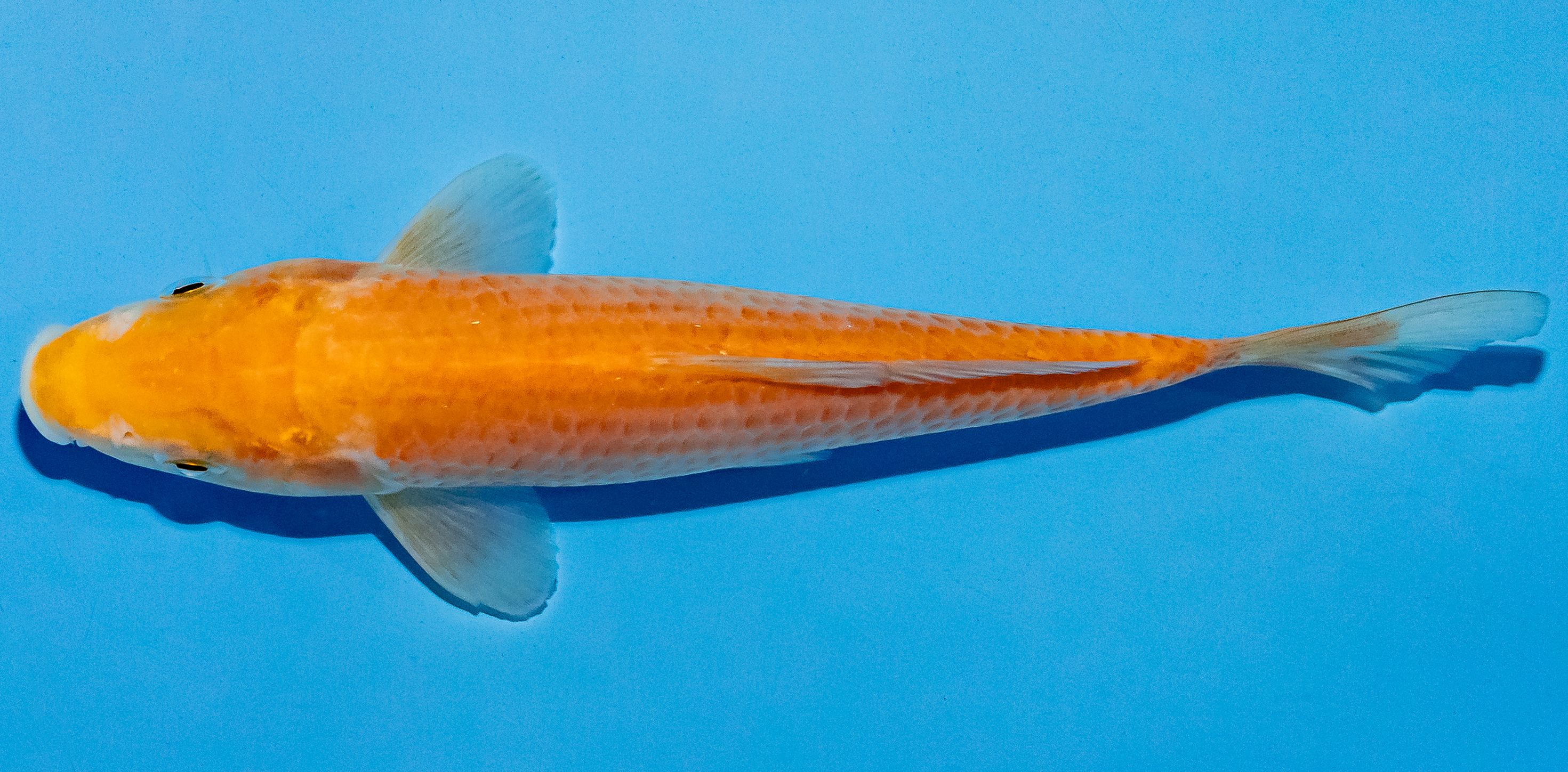 Koi 14-17cm Nr. 4704