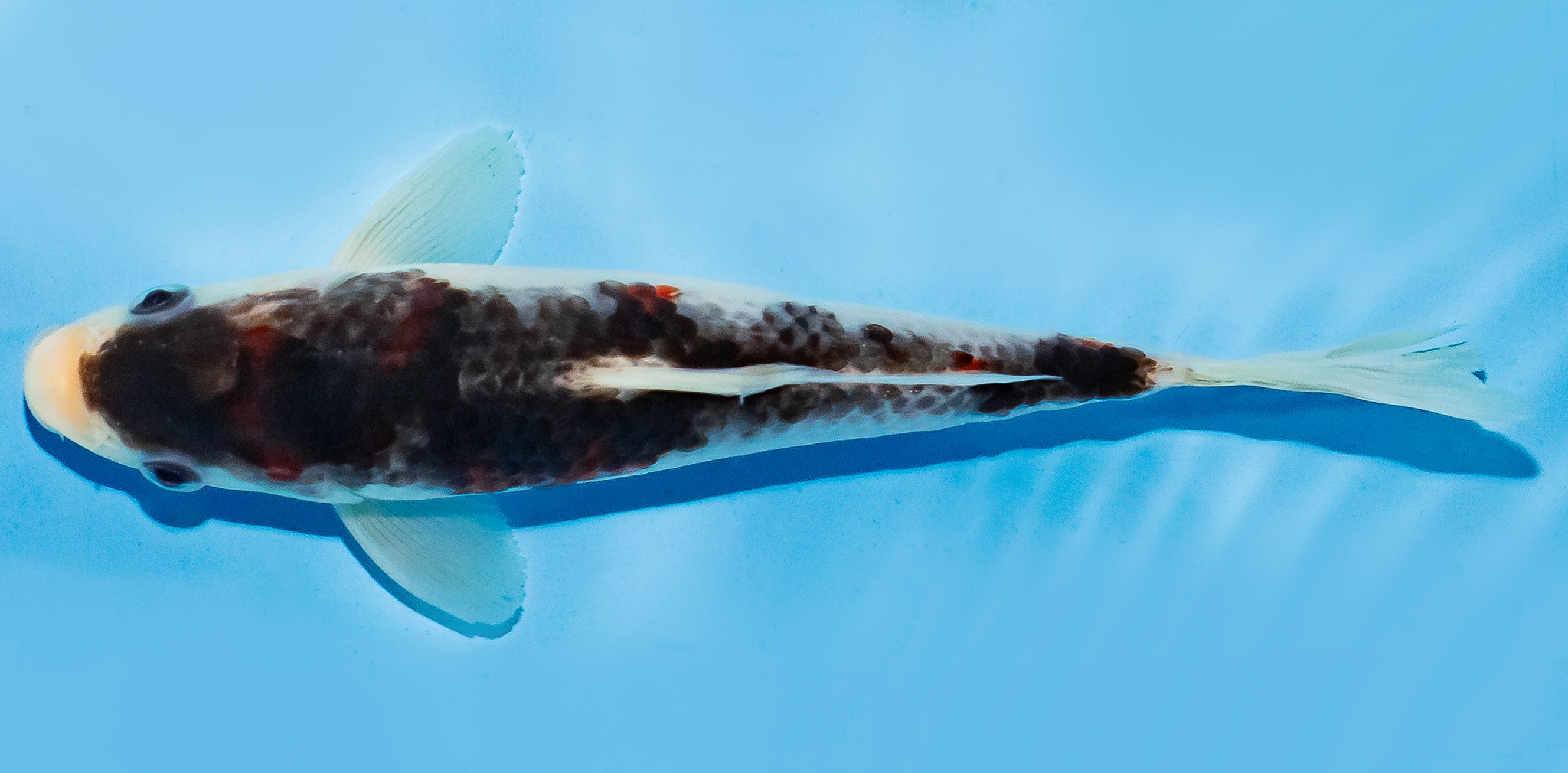 Koi 17-20cm Nr. 6851