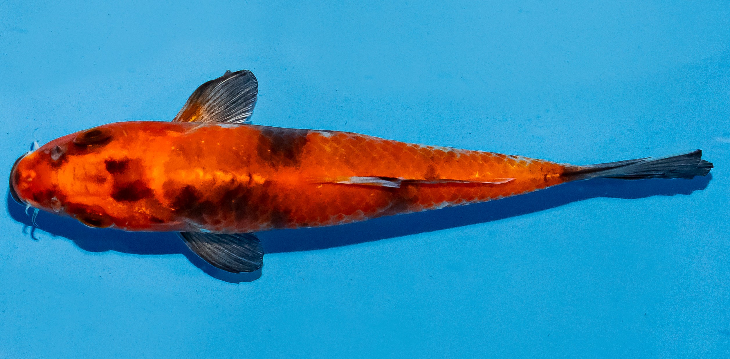 Koi 14-17cm Nr. 6147