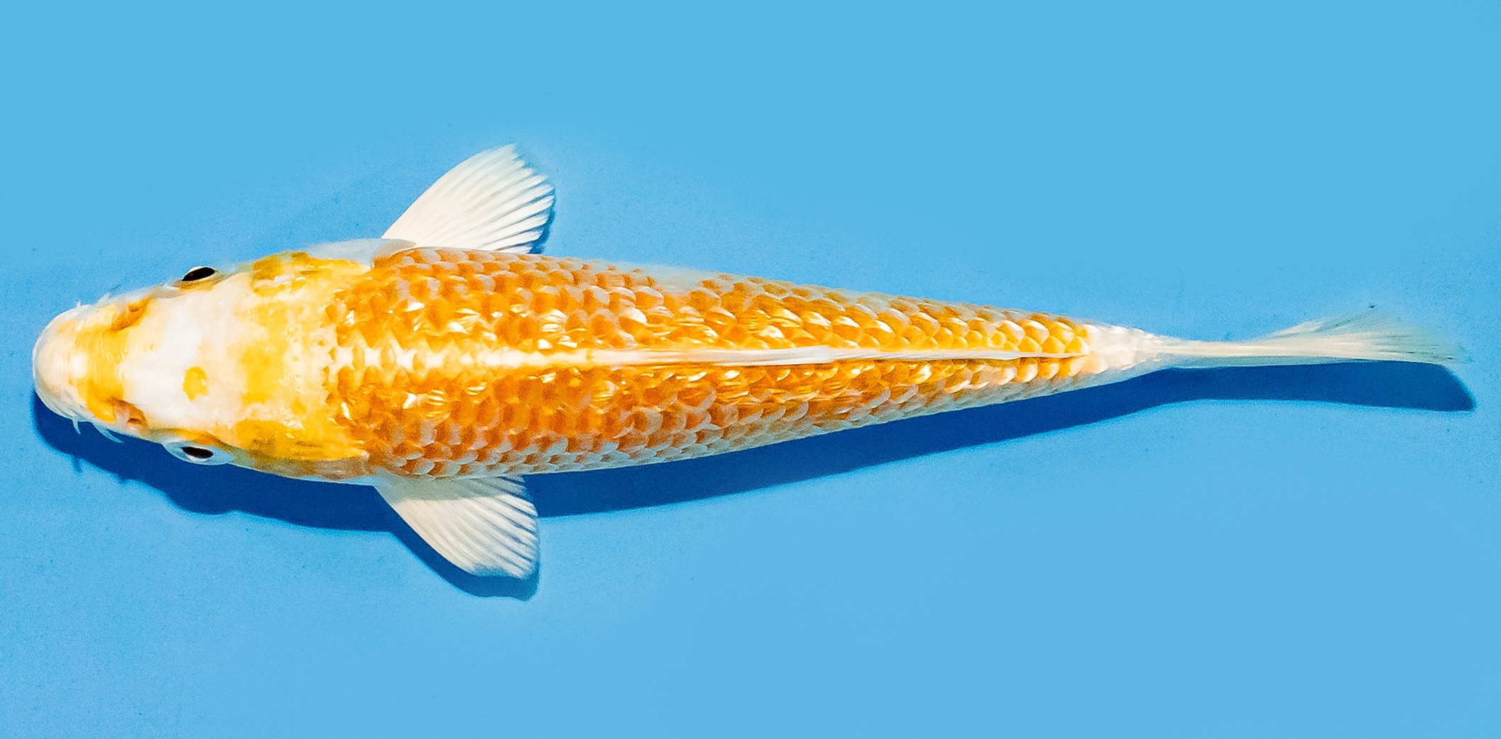 Koi 14-17cm Nr. 8118