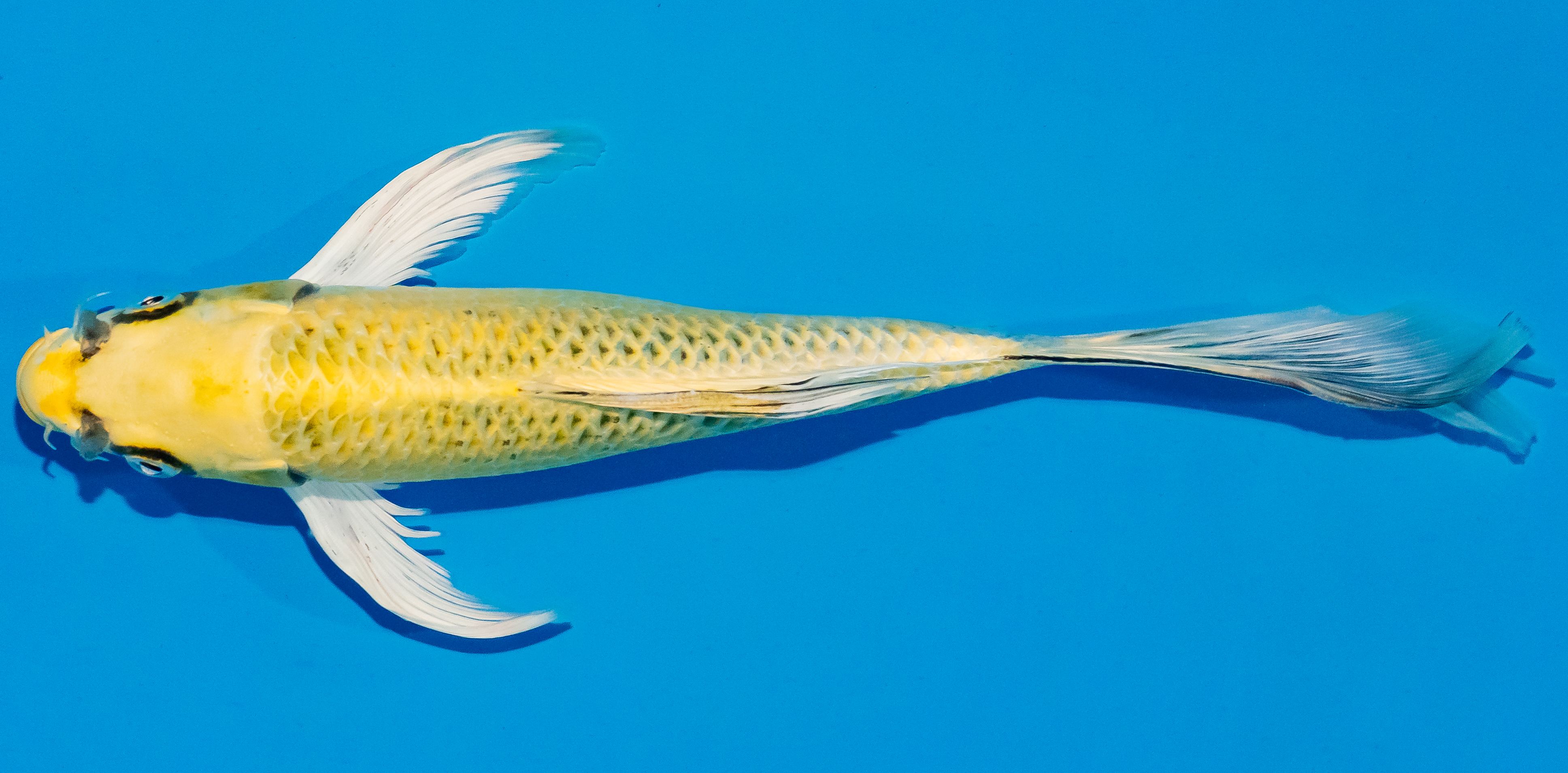 Butterfly Koi 25-30cm Nr. 2324