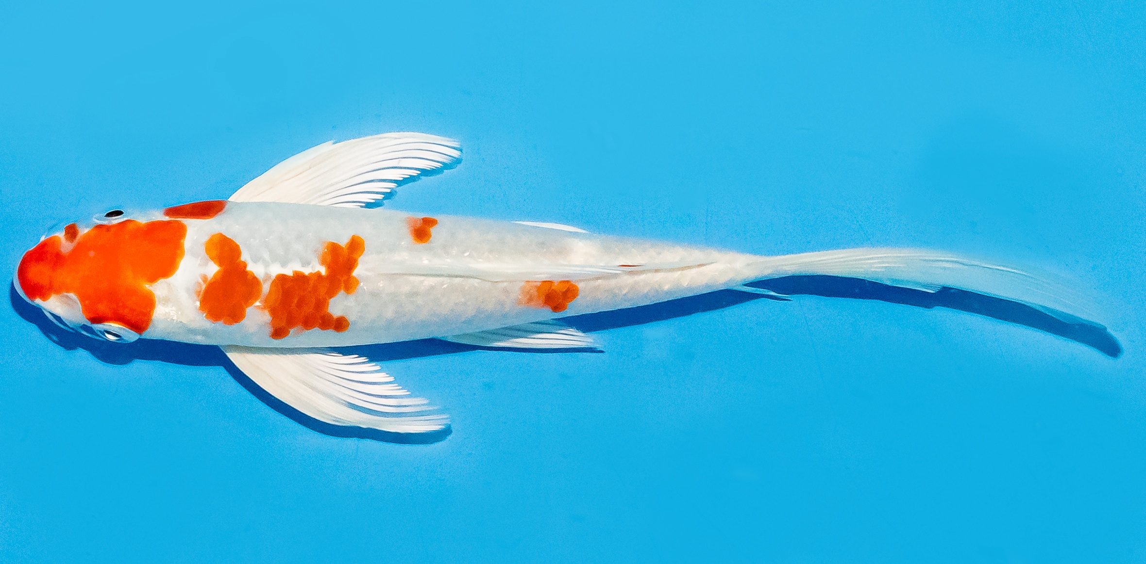 Butterfly Koi 20-25cm Nr. 8552