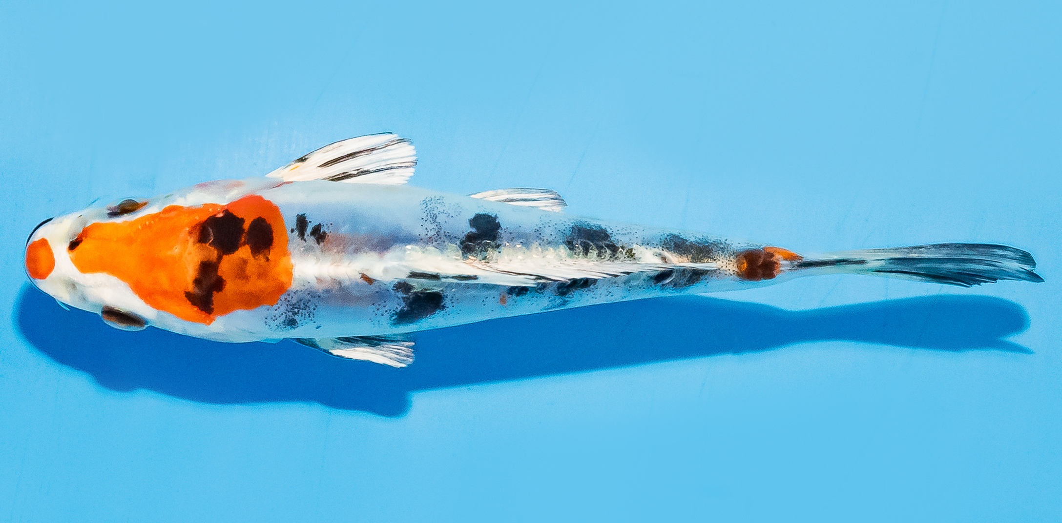 Koi 14-17cm Nr. 8031