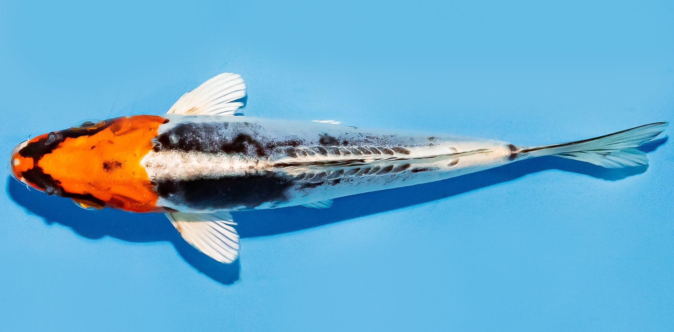 Koi 14-17cm Nr. 8123