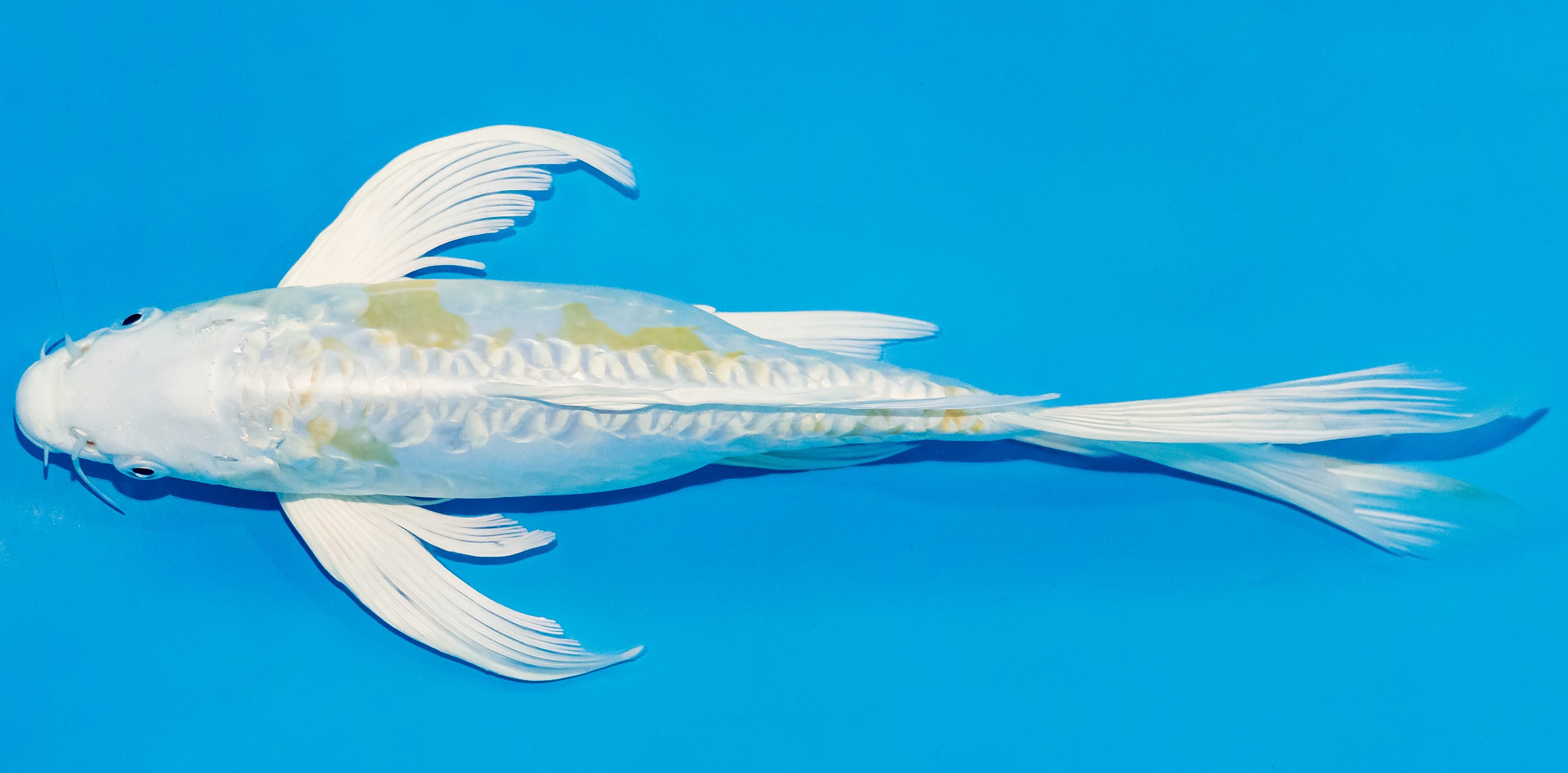 Butterfly Koi 25-30cm Nr. 2348
