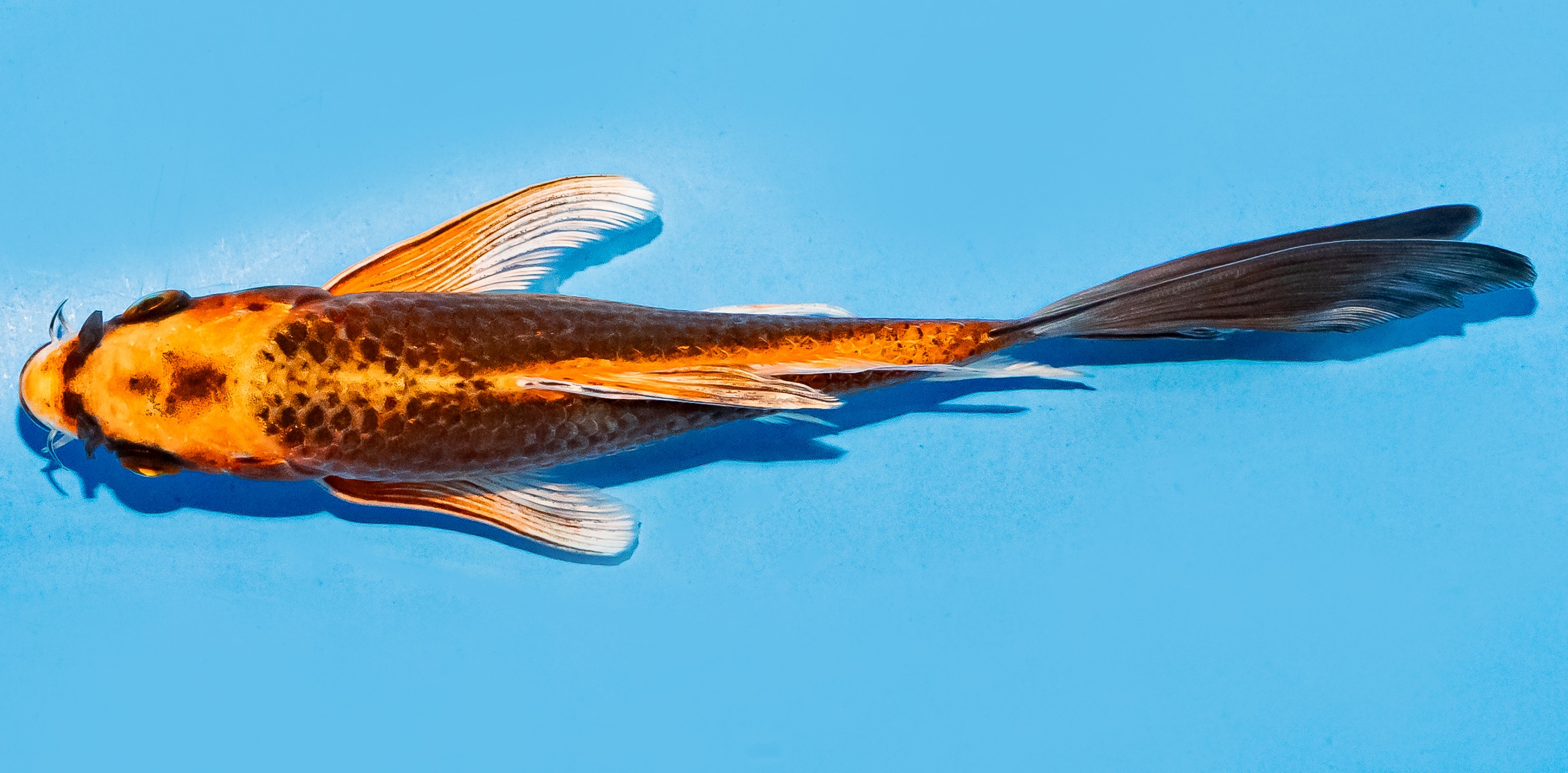 Butterfly Koi 17-20cm Nr. 6946