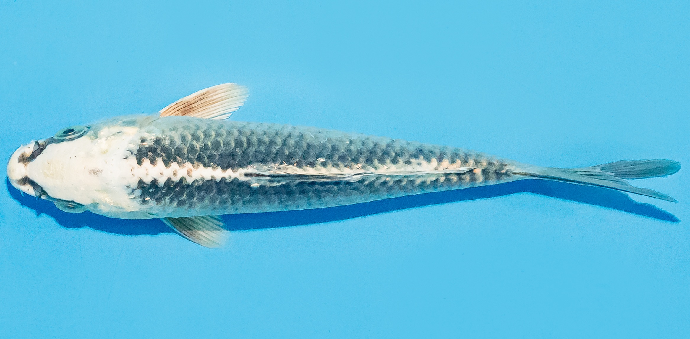 Koi 14-17cm Nr. 8019