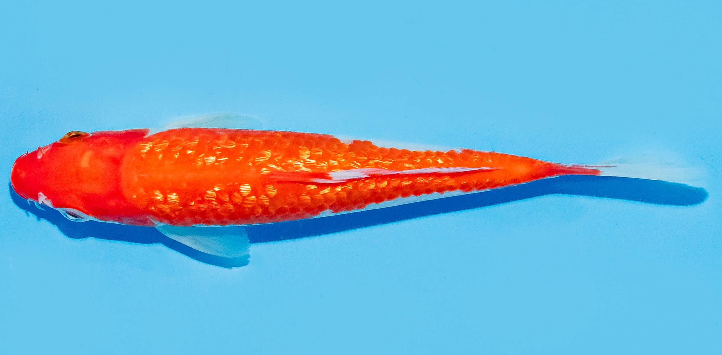 Koi 17-20cm Nr. 8753