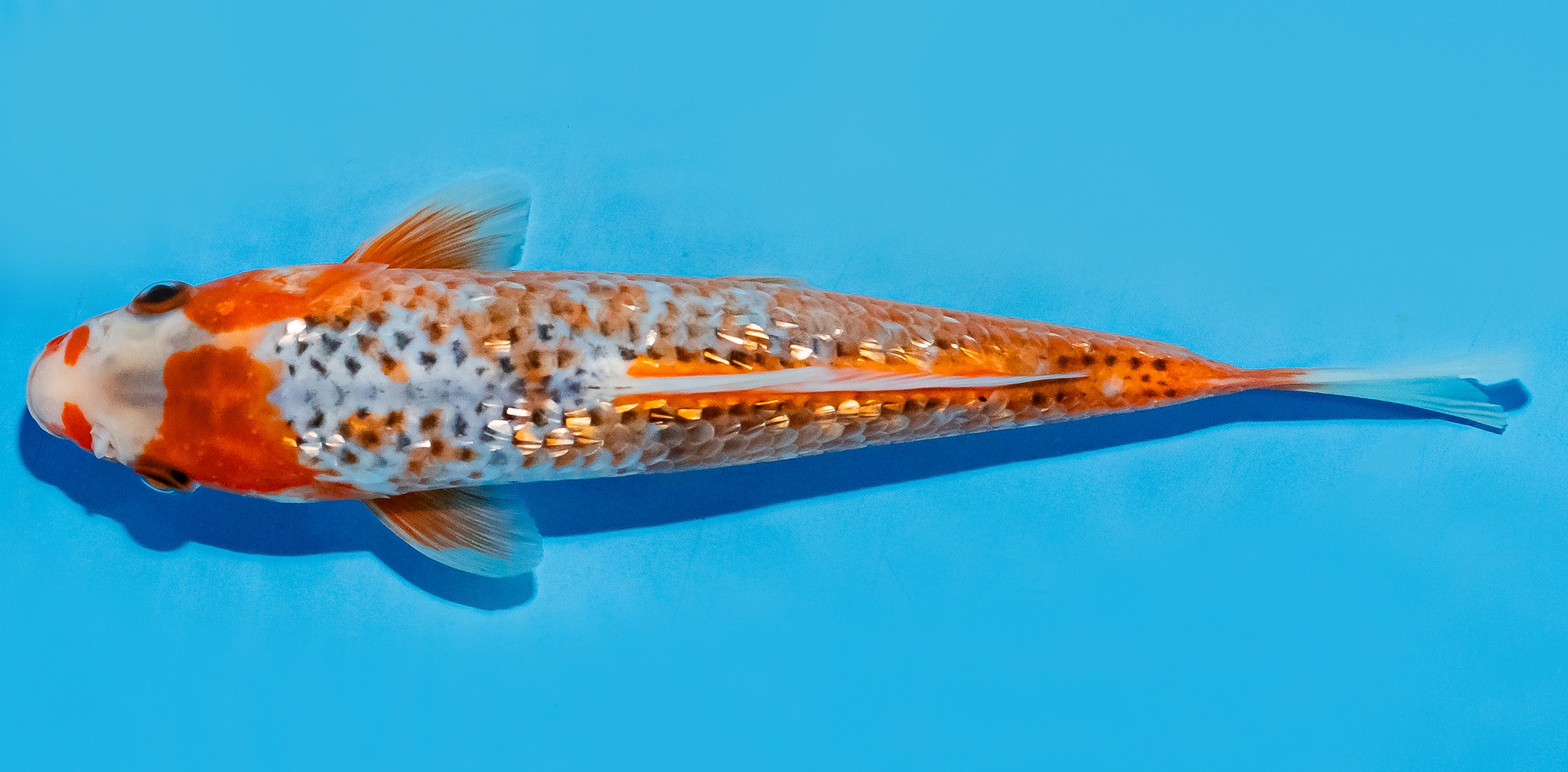 Koi 20-25cm Nr. 7579