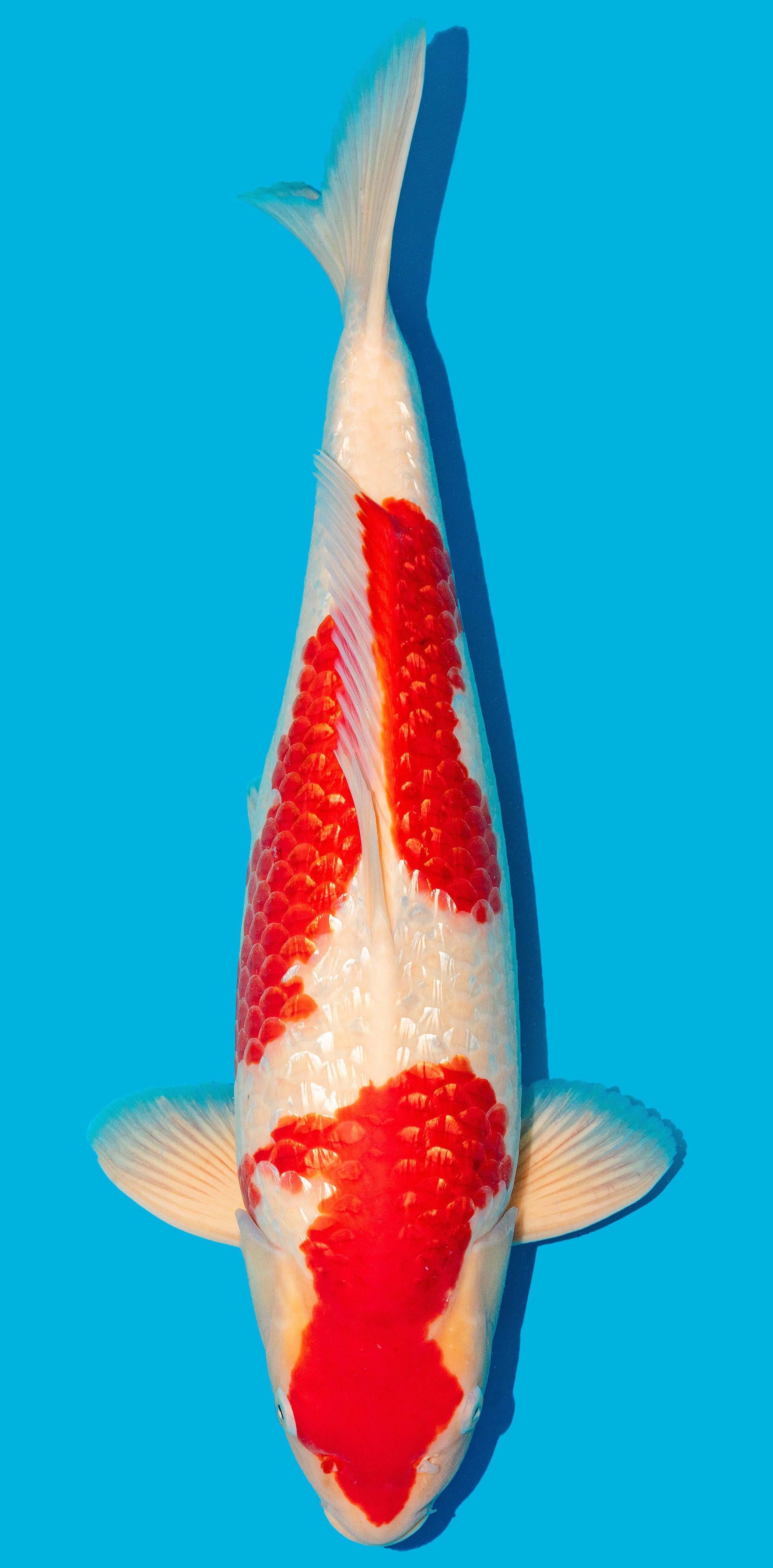 GinRin Kohaku 52-56cm Nr. 4813