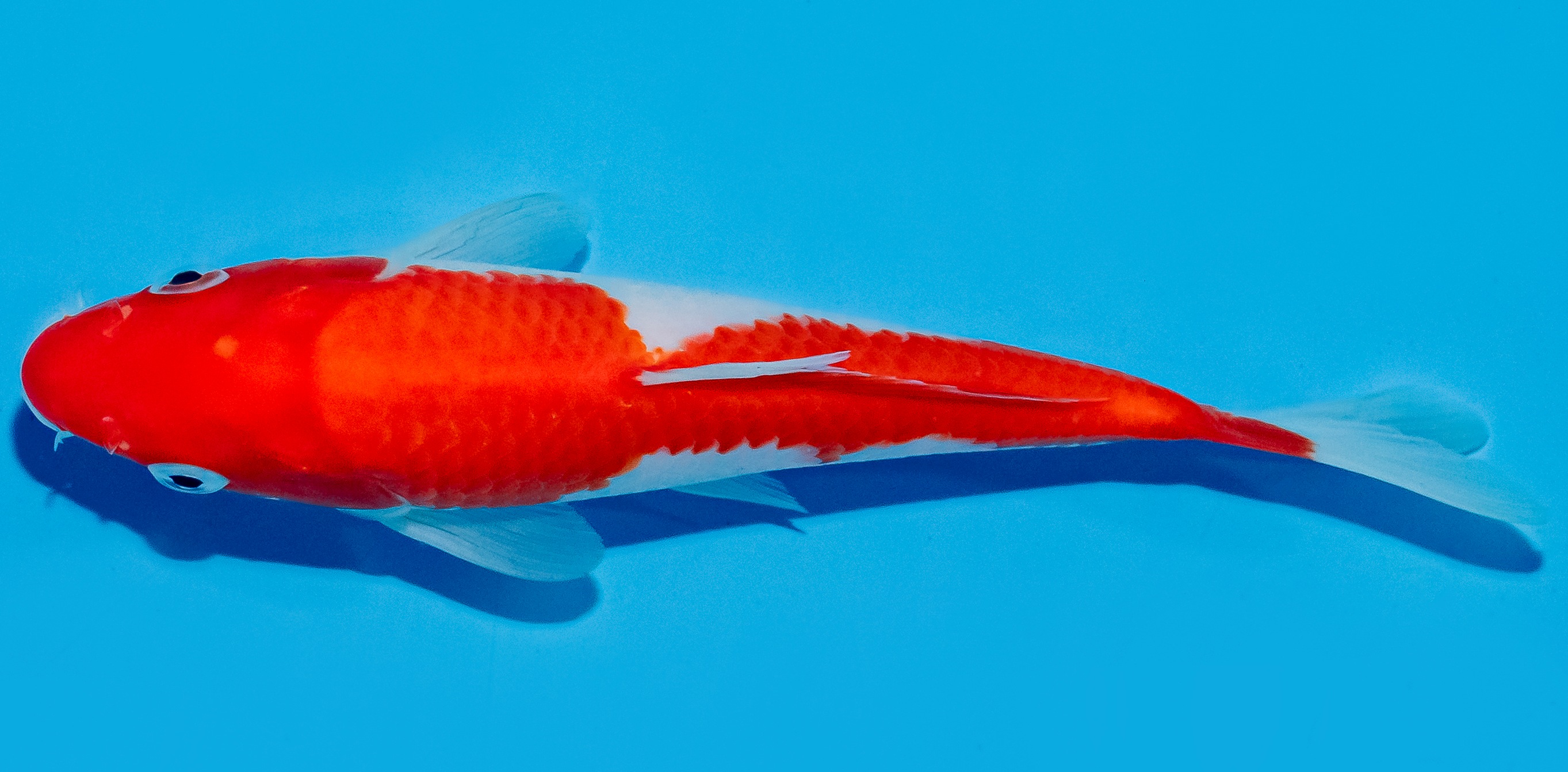 Koi 20-25cm Nr. 8647