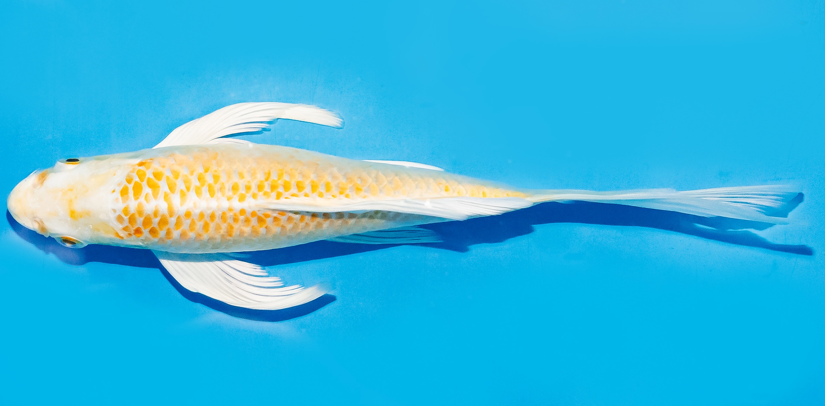 Butterfly Koi 17-20cm Nr. 6971