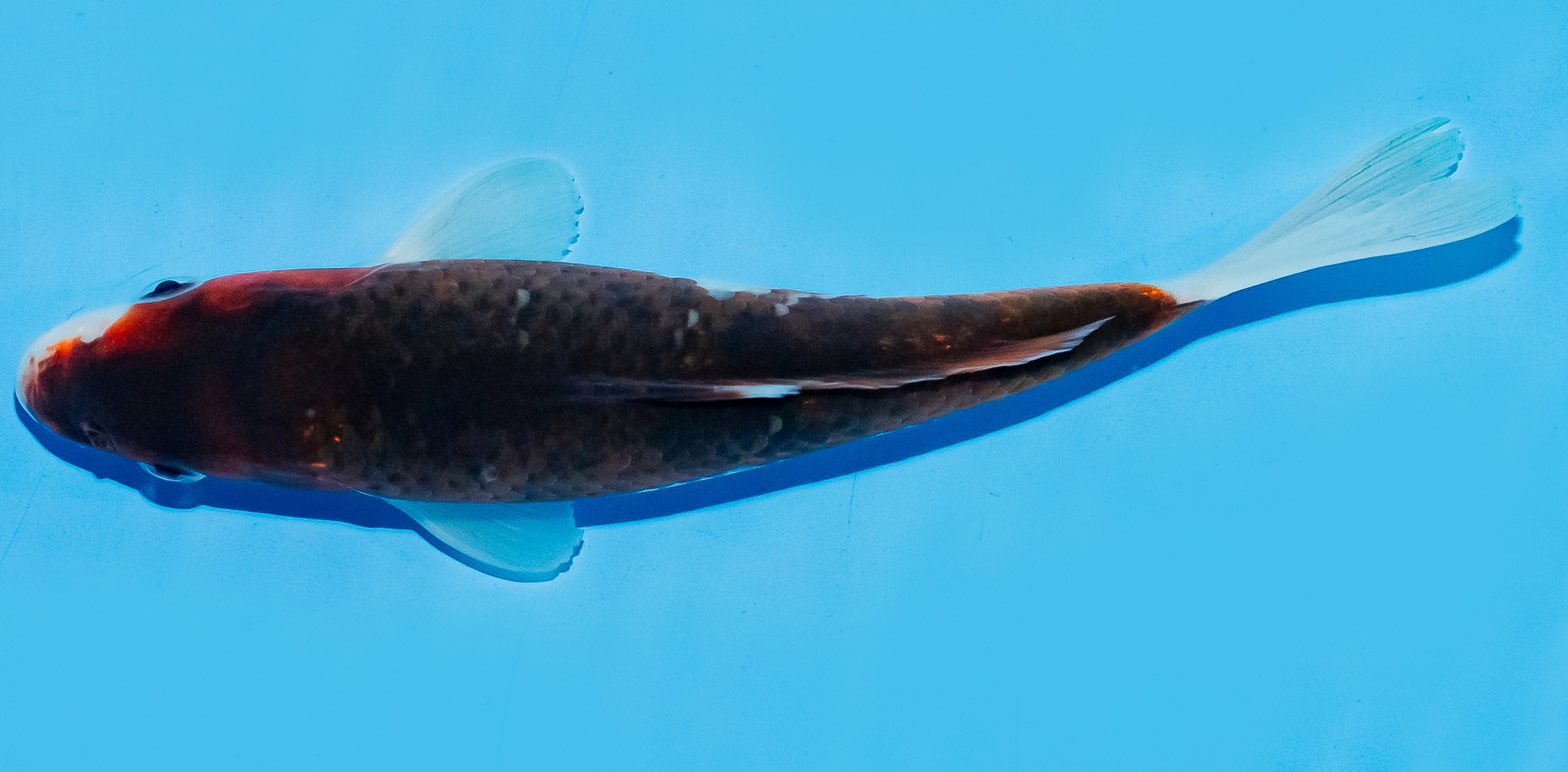 Koi 17-20cm Nr. 6891