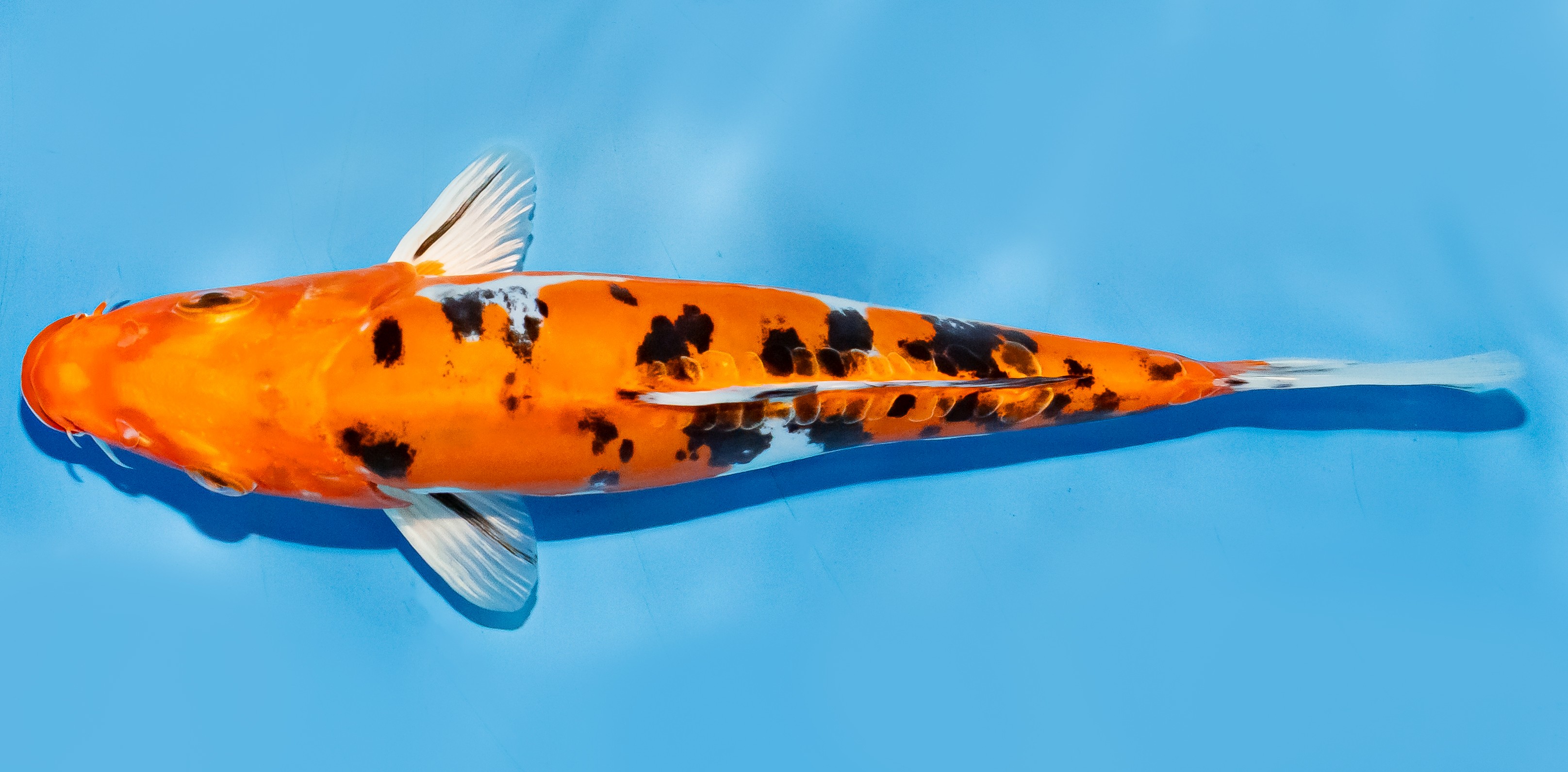 Koi 20-25cm Nr. 6678