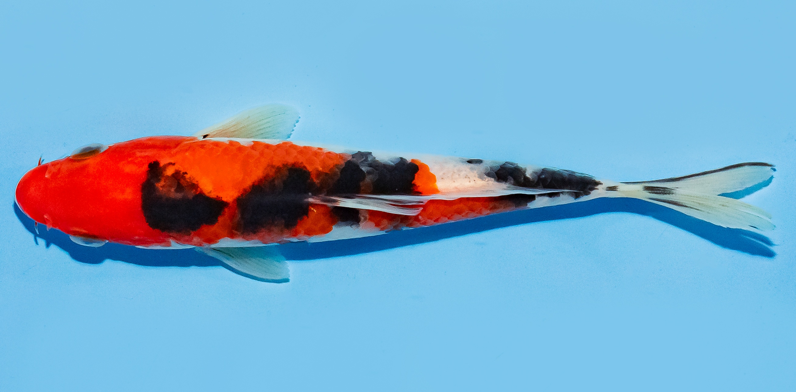 Koi 14-17cm Nr. 8037