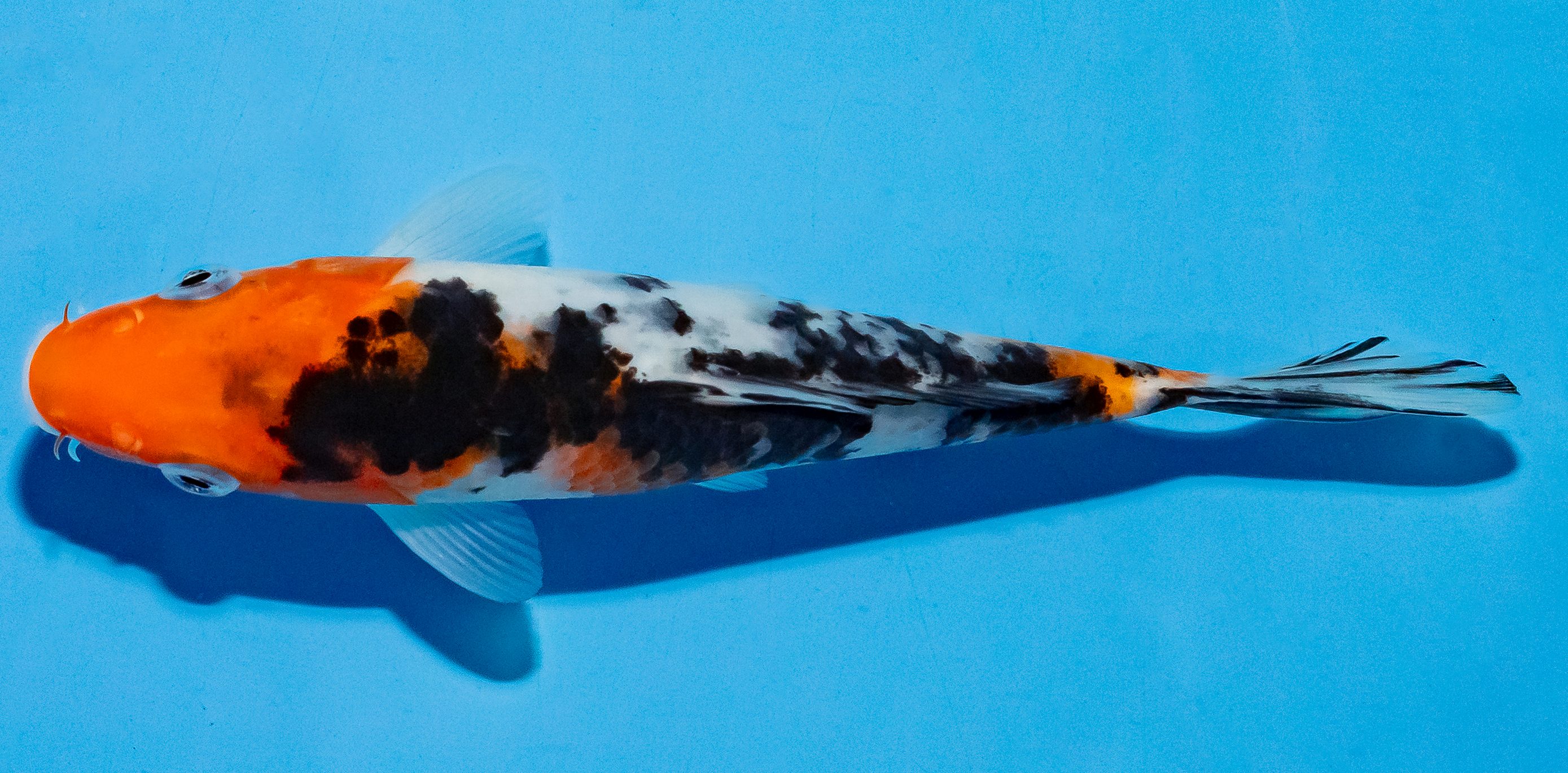 Koi 14-17cm Nr. 4710
