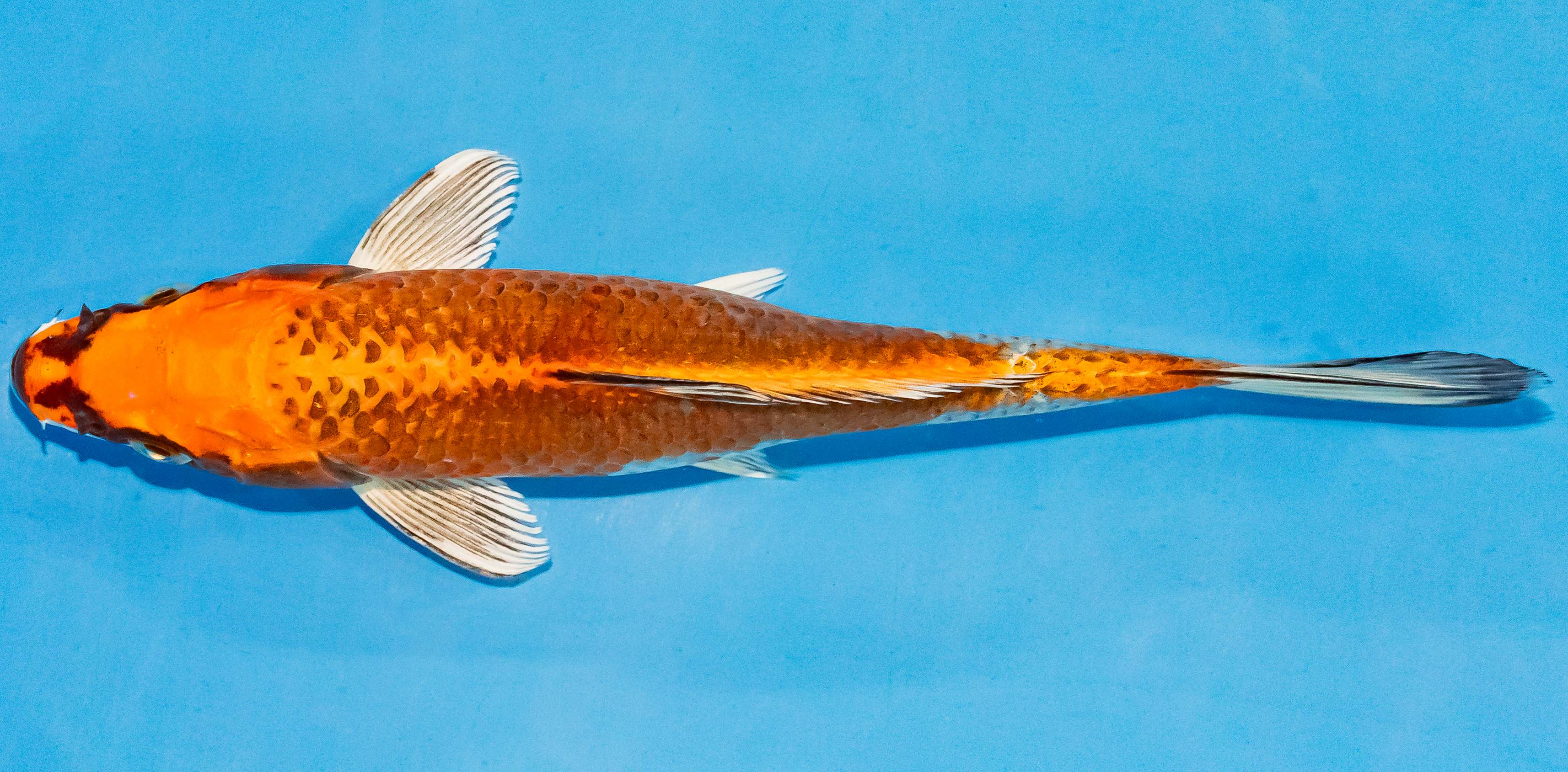 Koi 20-25cm Nr. 3510