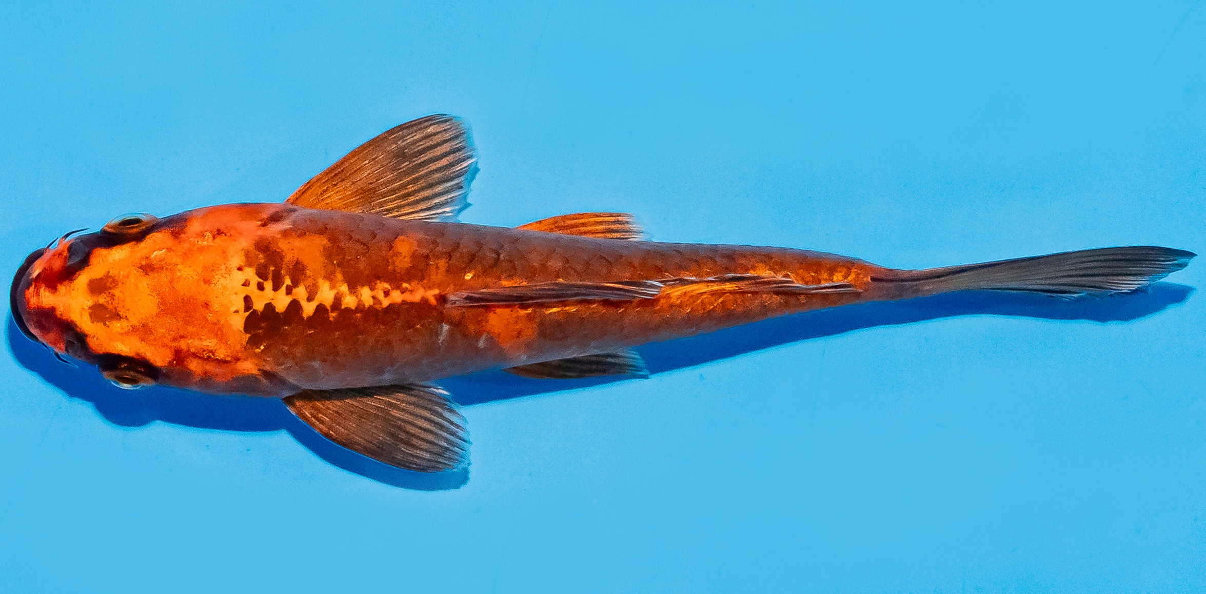 Koi 17-20cm Nr. 7732
