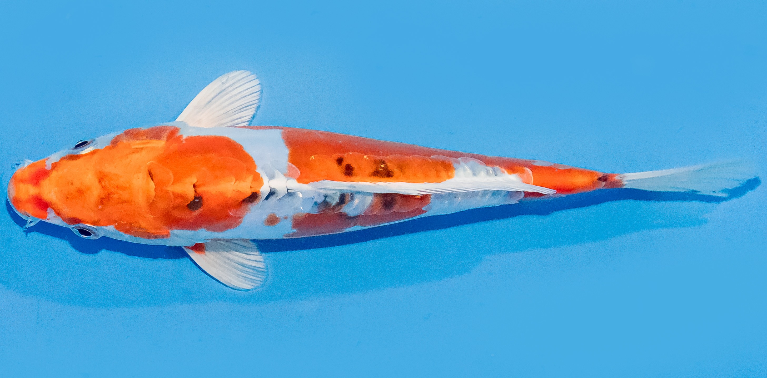 Koi 20-25cm Nr. 1831
