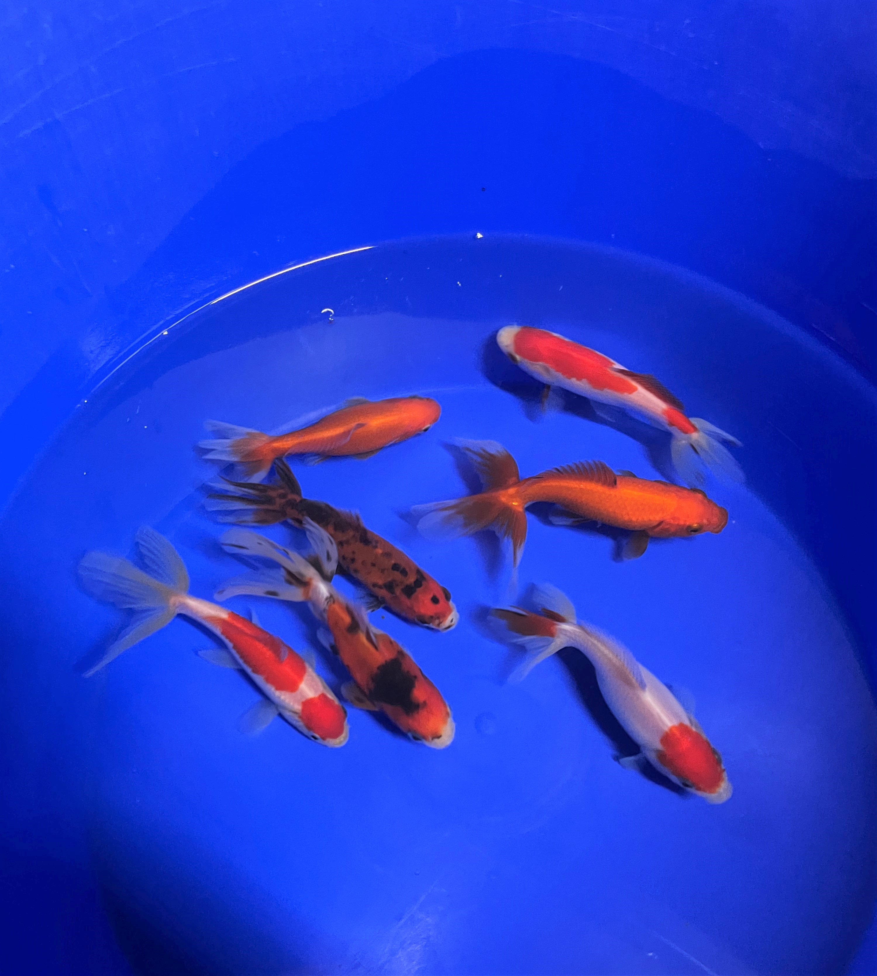 Wakin Goldfisch