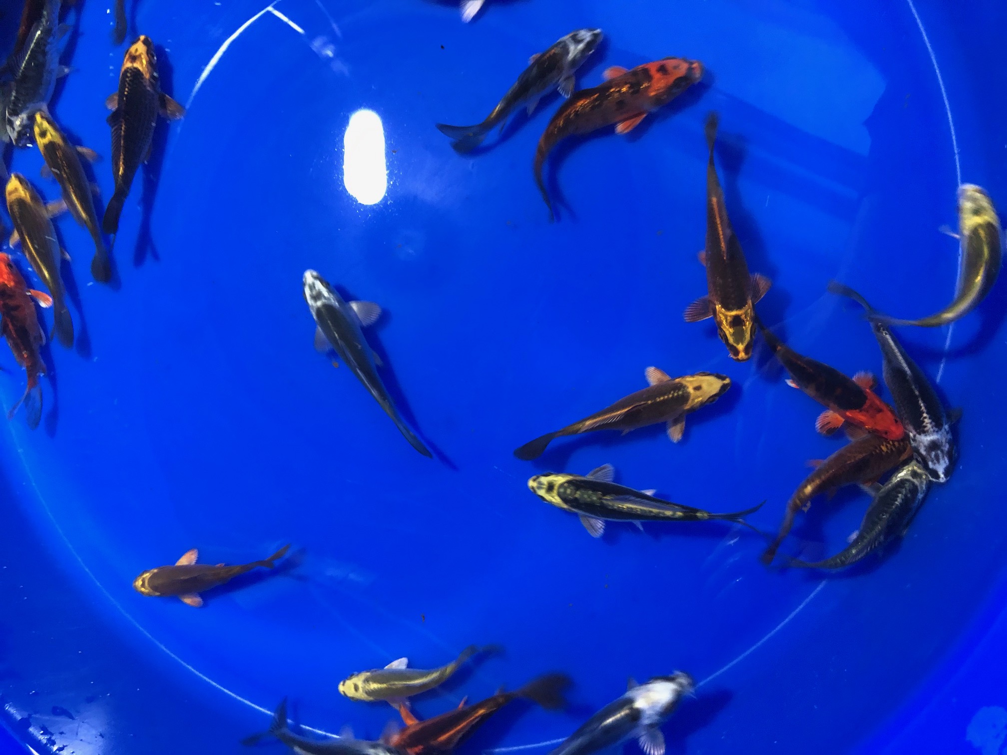 100x Koi Ghost 9-12cm "frachtfrei"