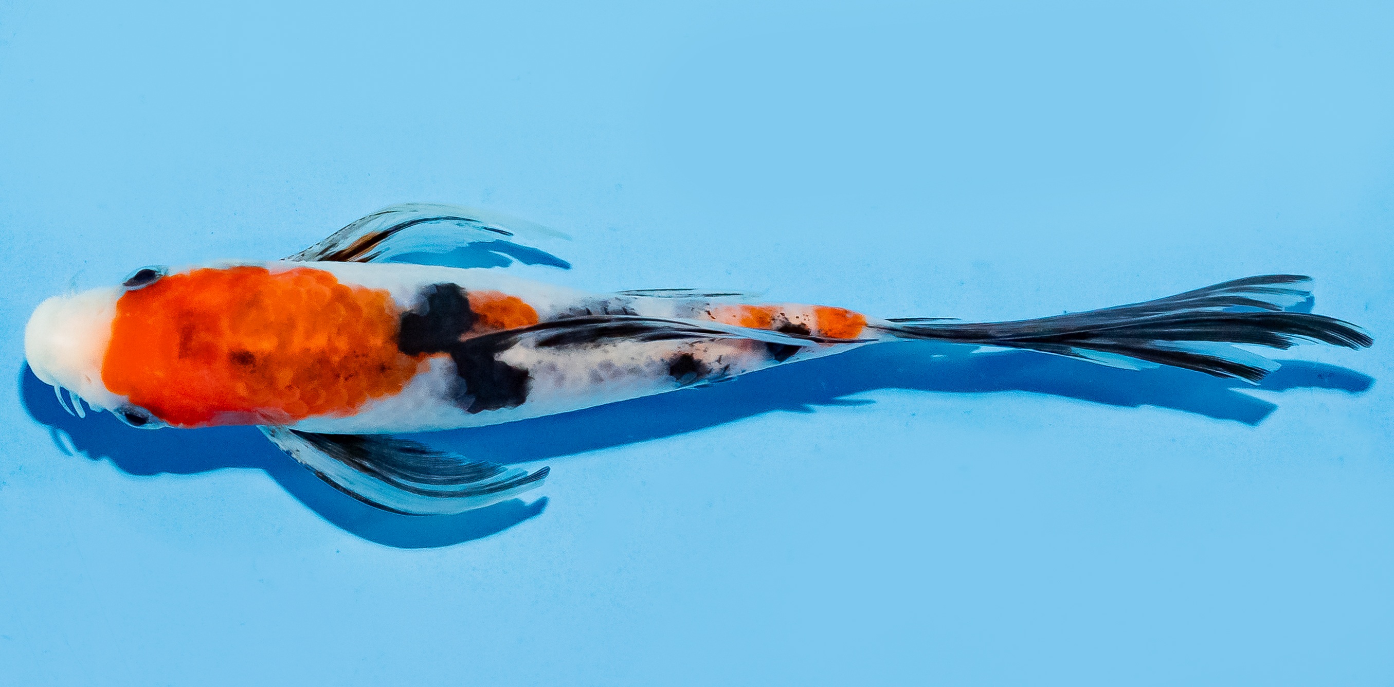 Butterfly Koi 17-20cm Nr. 6912