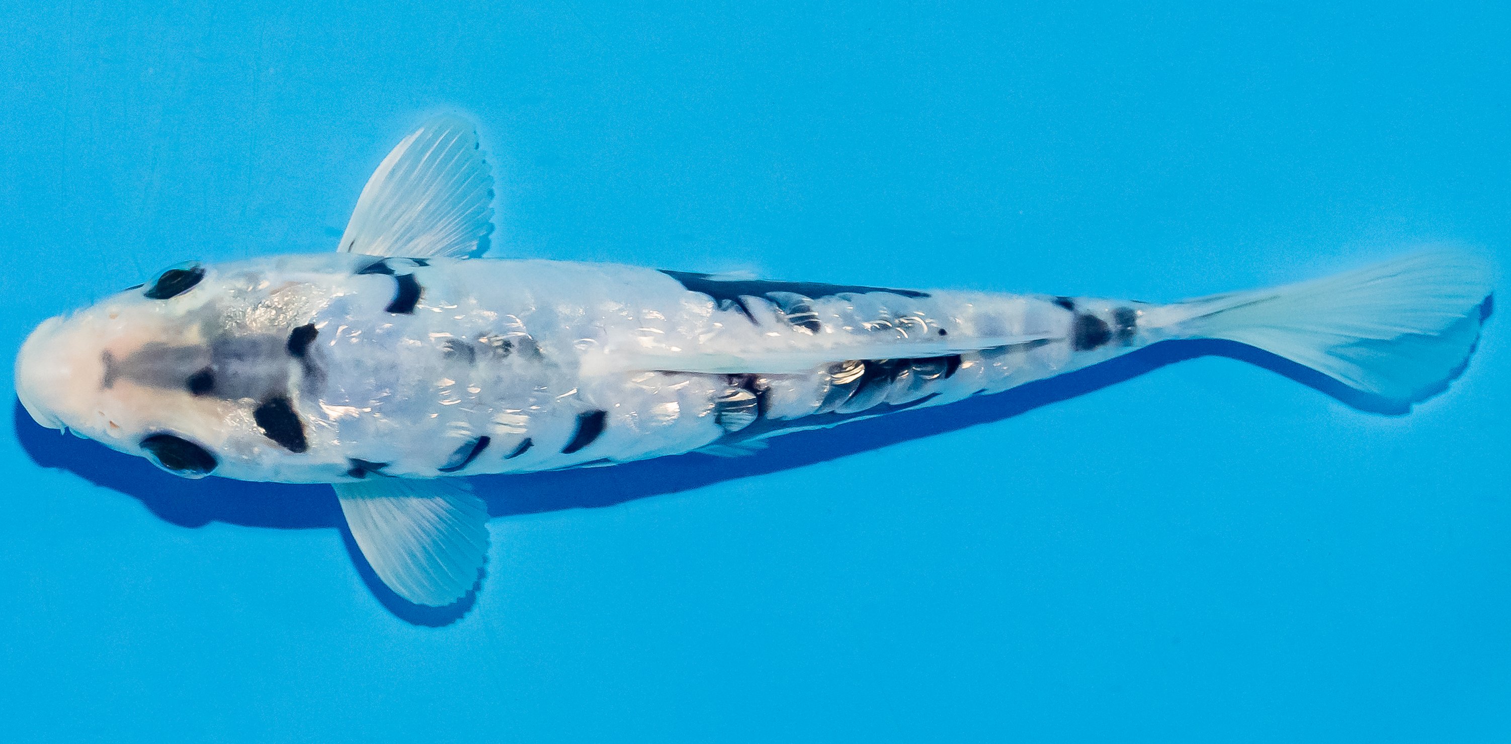 Koi 17-20cm Nr. 4507