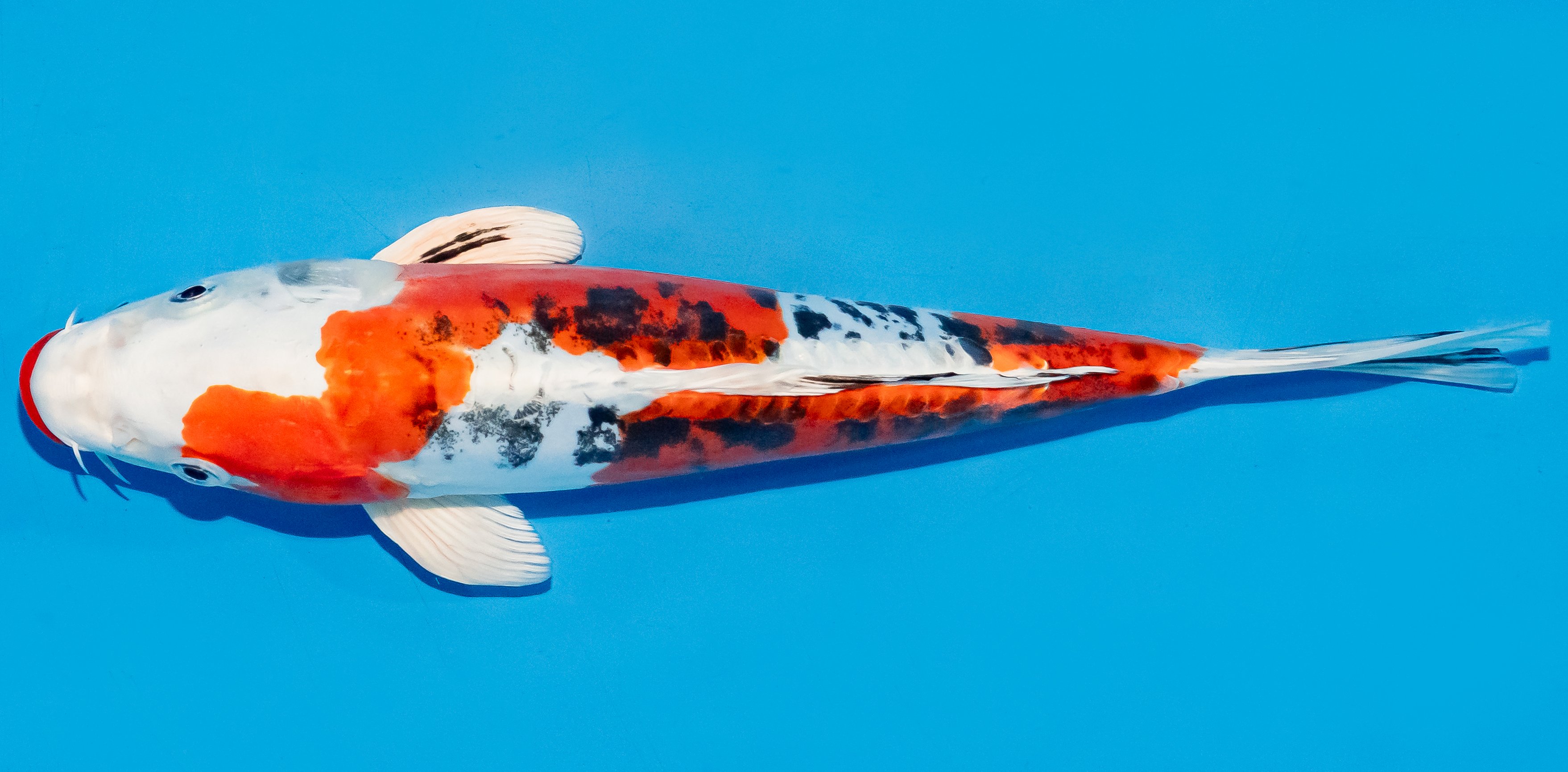 Koi 25-30cm Nr. 7911