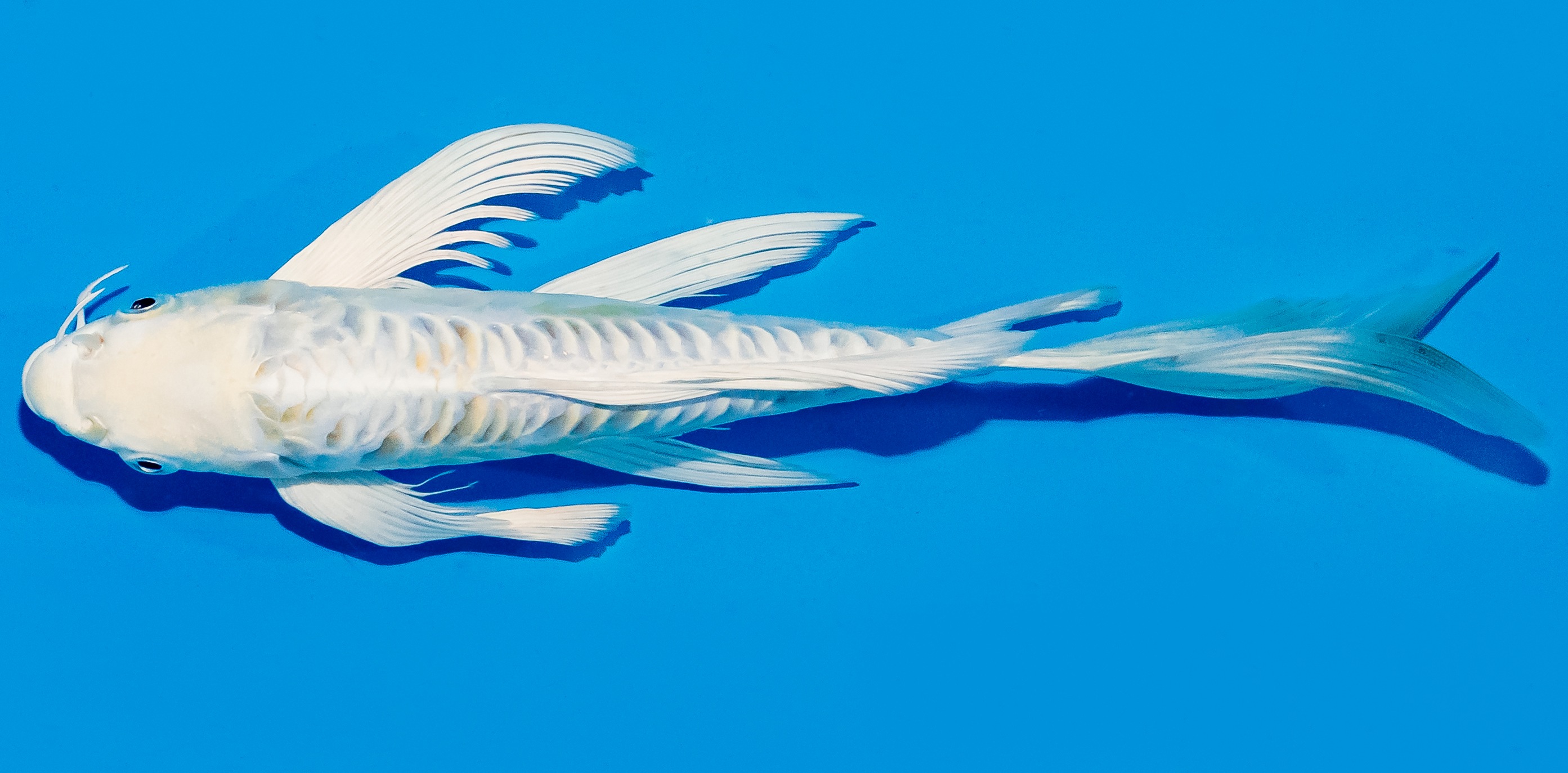 Butterfly Koi 25-30cm Nr. 5605