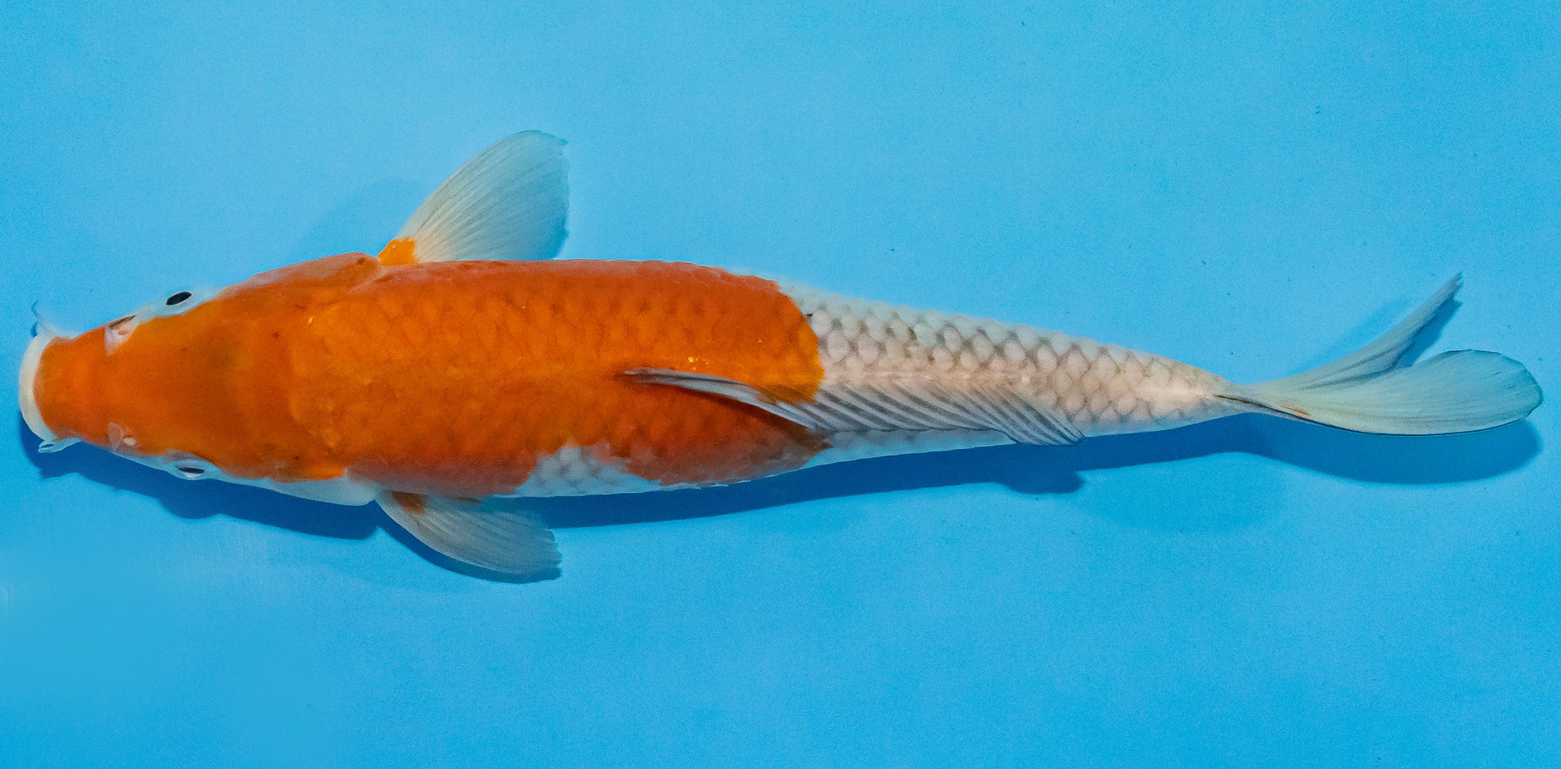 Koi 25-30cm Nr. 1508