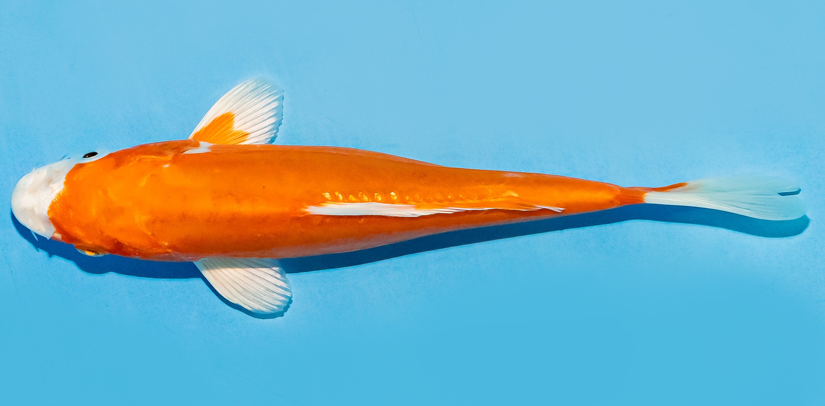 Koi 17-20cm Nr. 7707