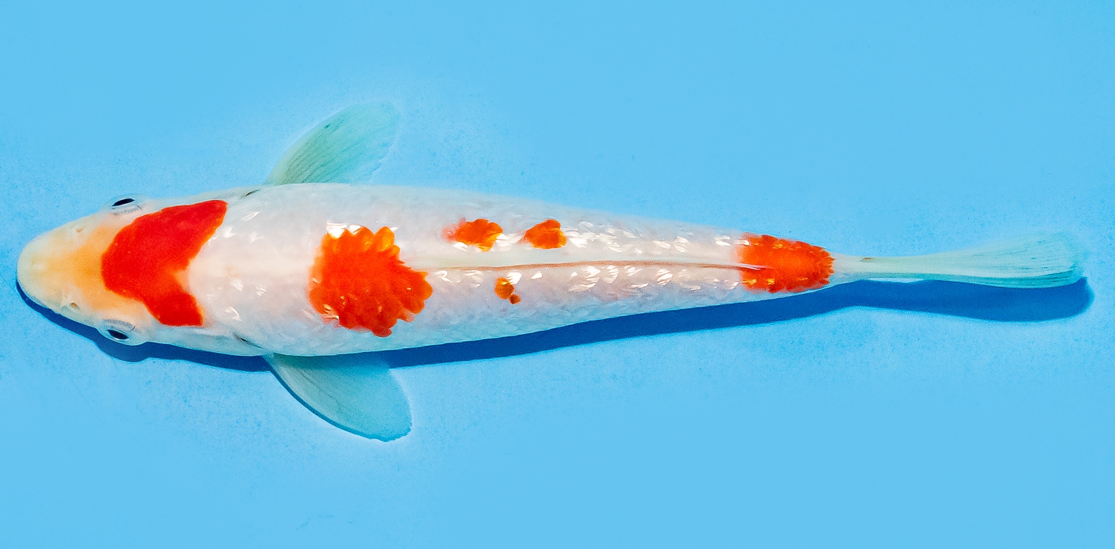 Koi 14-17cm Nr. 8109