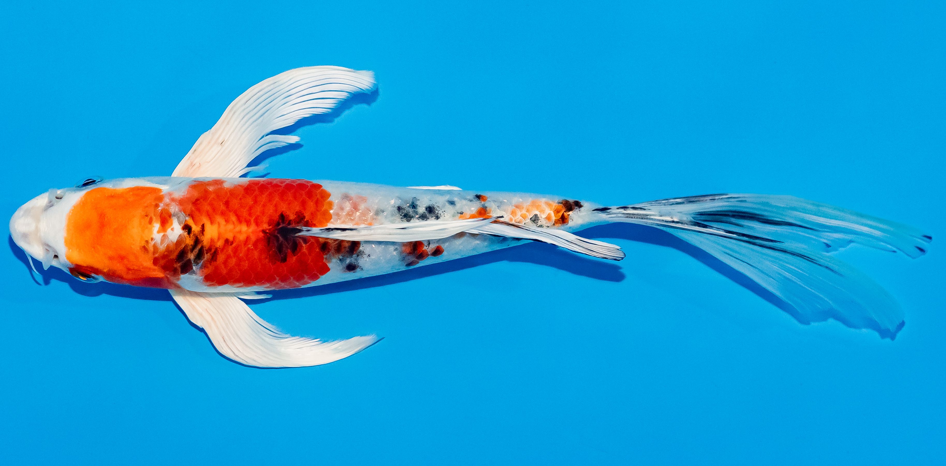 Butterfly Koi 25-30cm Nr. 2308