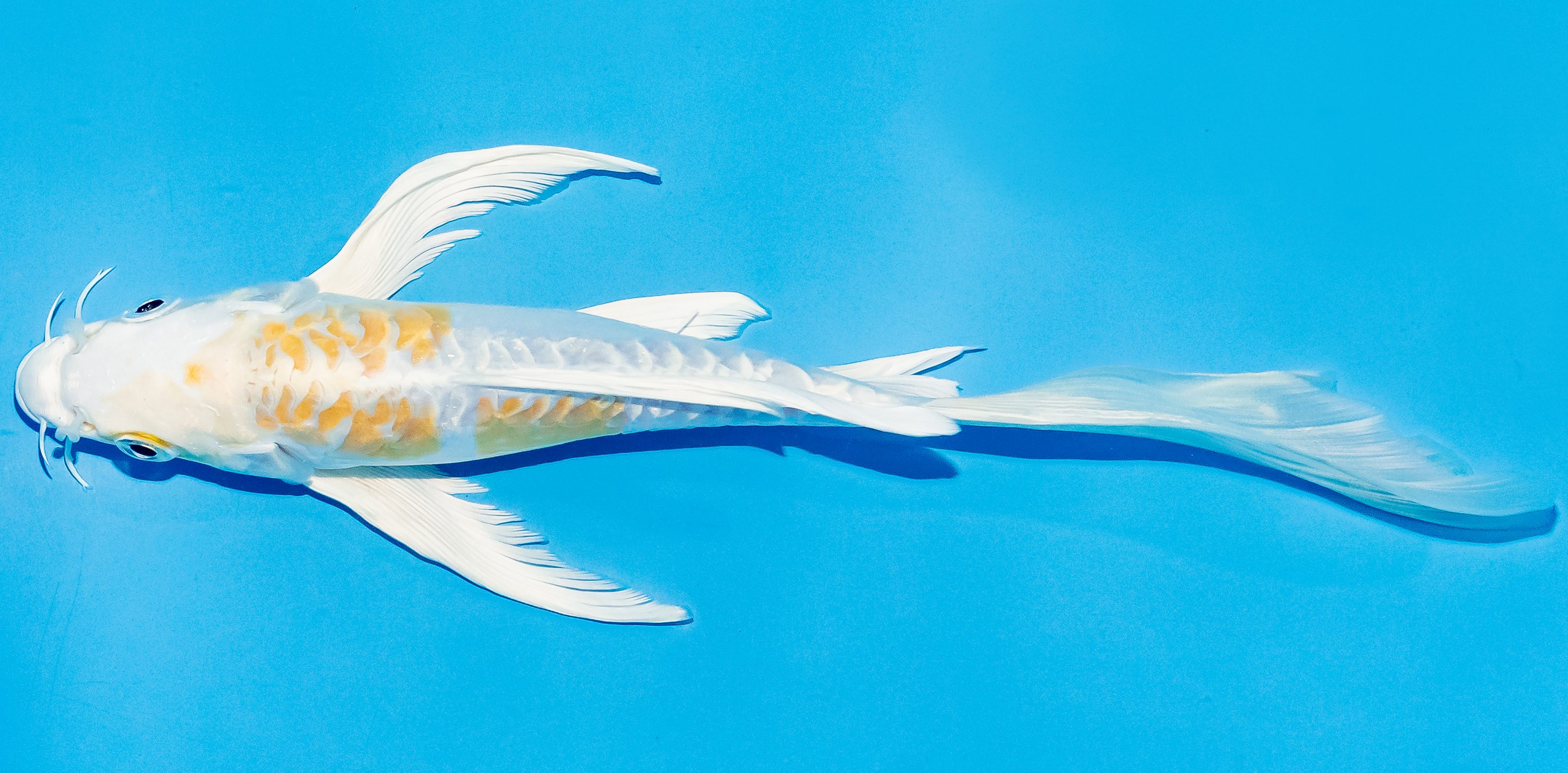 Butterfly Koi 20-25cm Nr. 5423