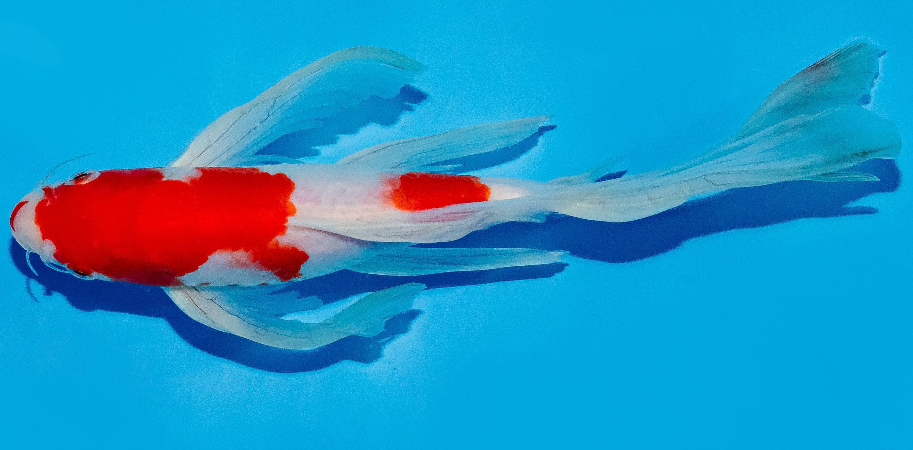 Butterfly Koi 25-30cm Nr. 6406