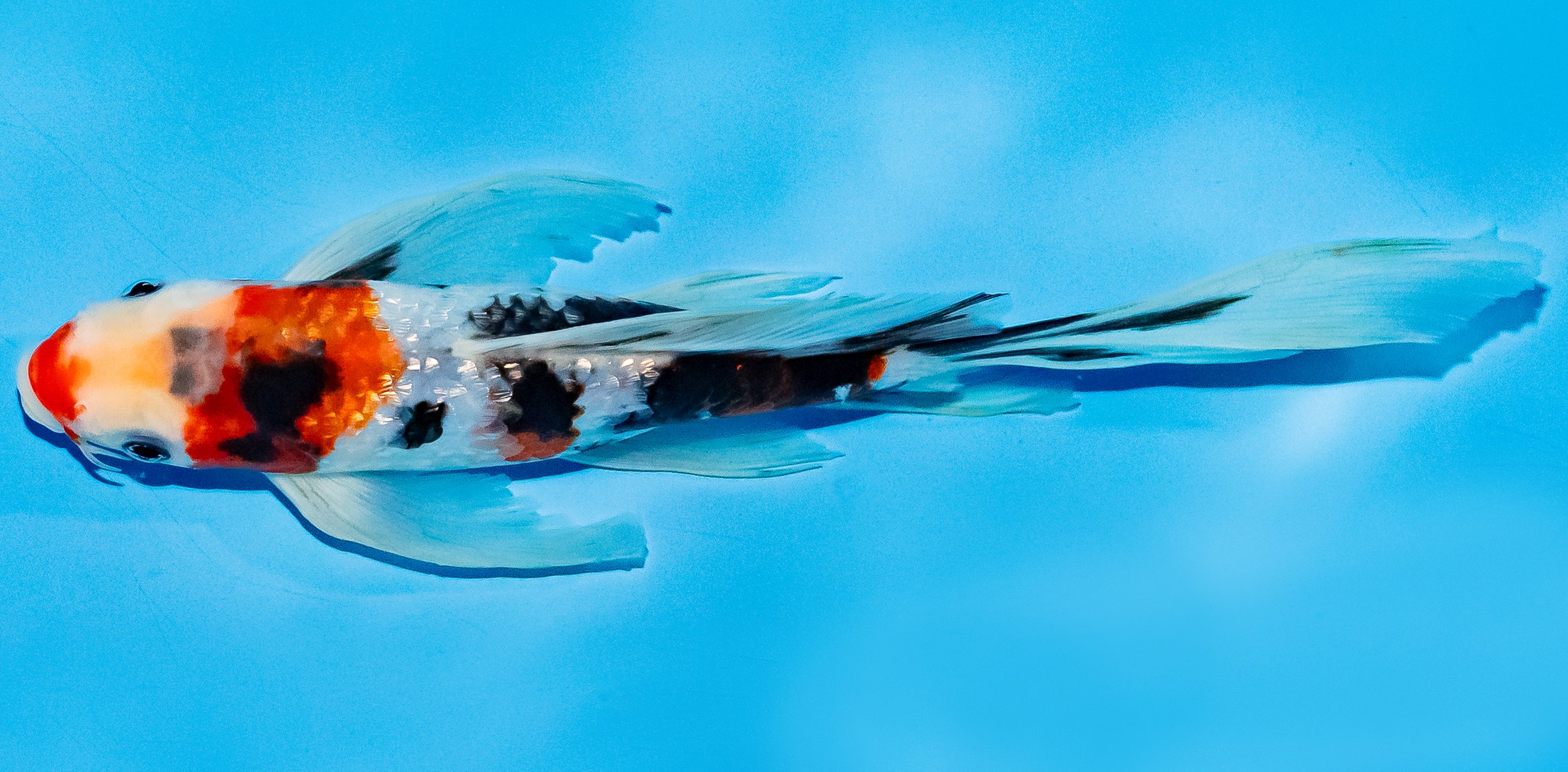 Butterfly Koi 20-25cm Nr. 5501