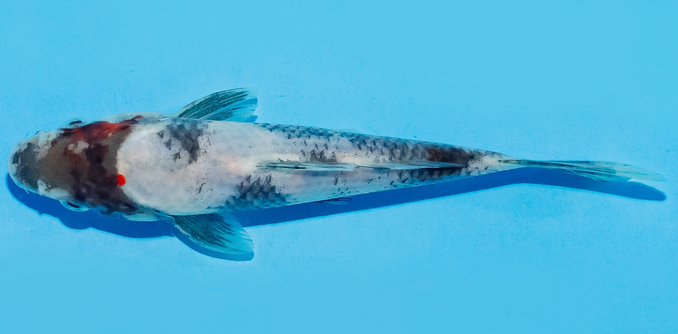 Koi 14-17cm Nr. 8112