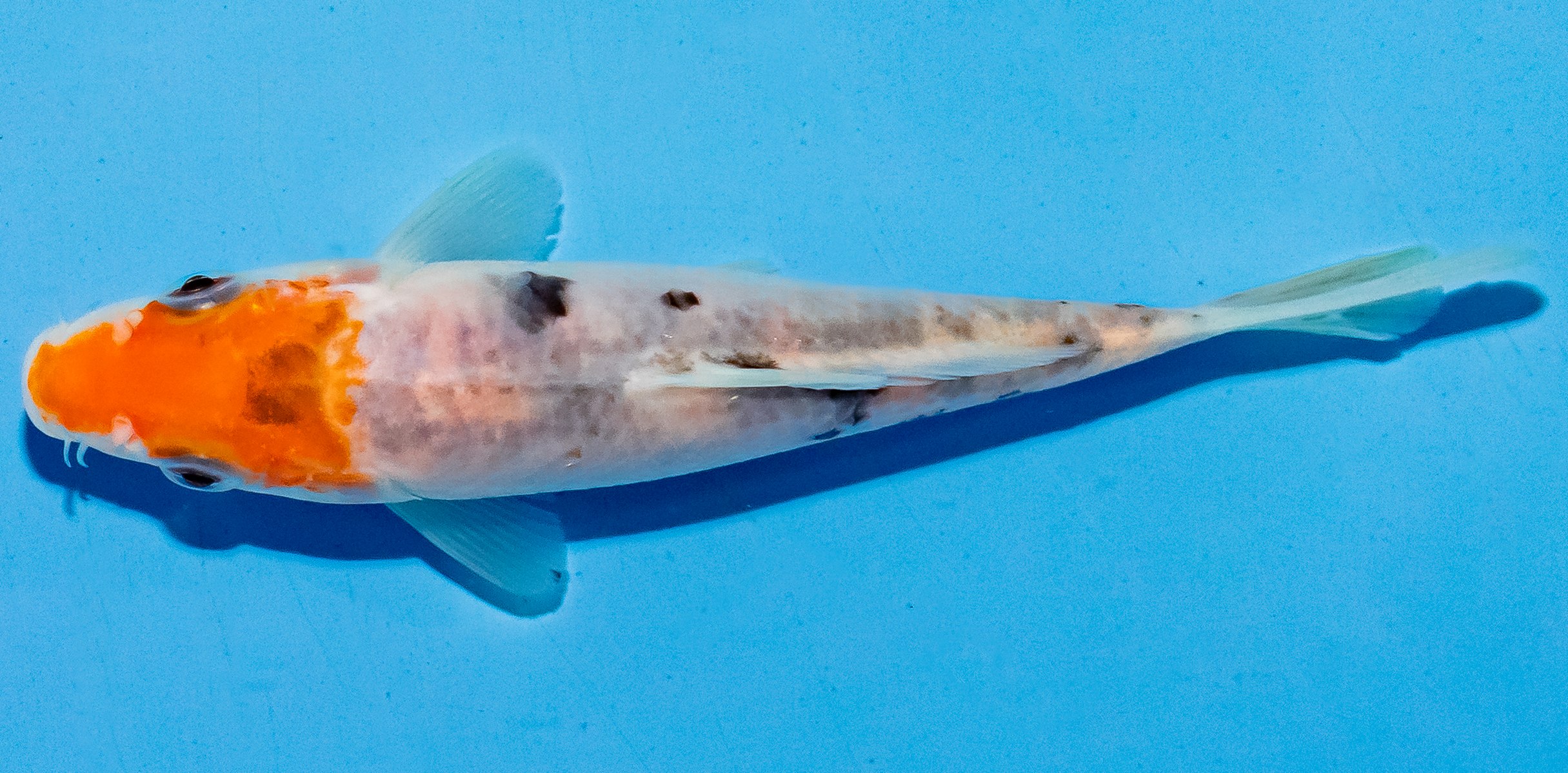 Koi 14-17cm Nr. 6156