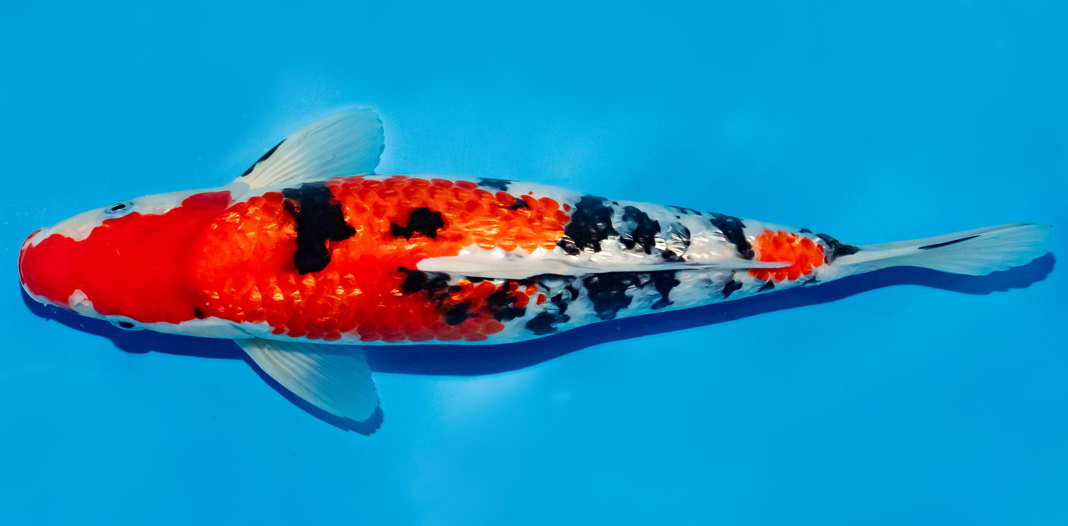 Koi 30-35cm Nr. 6355