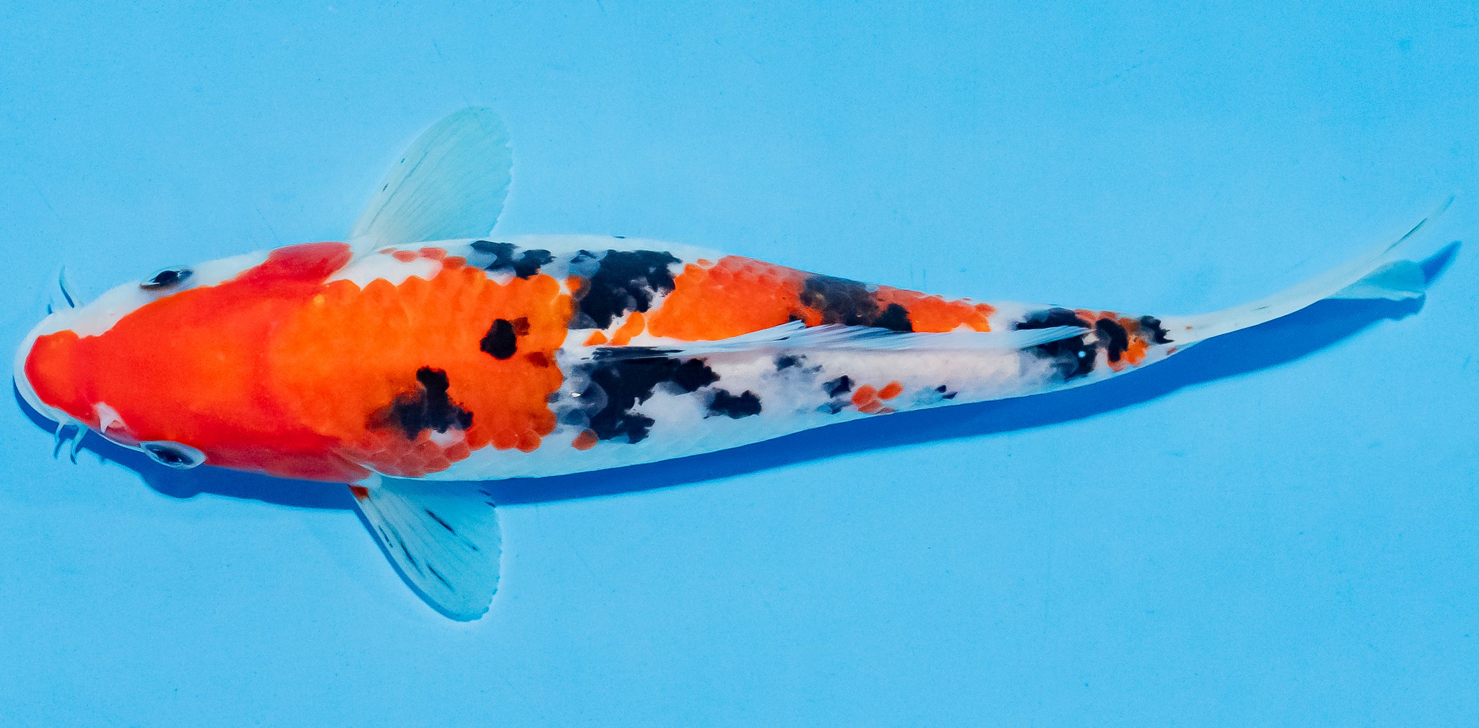 Koi 20-25cm Nr. 6611