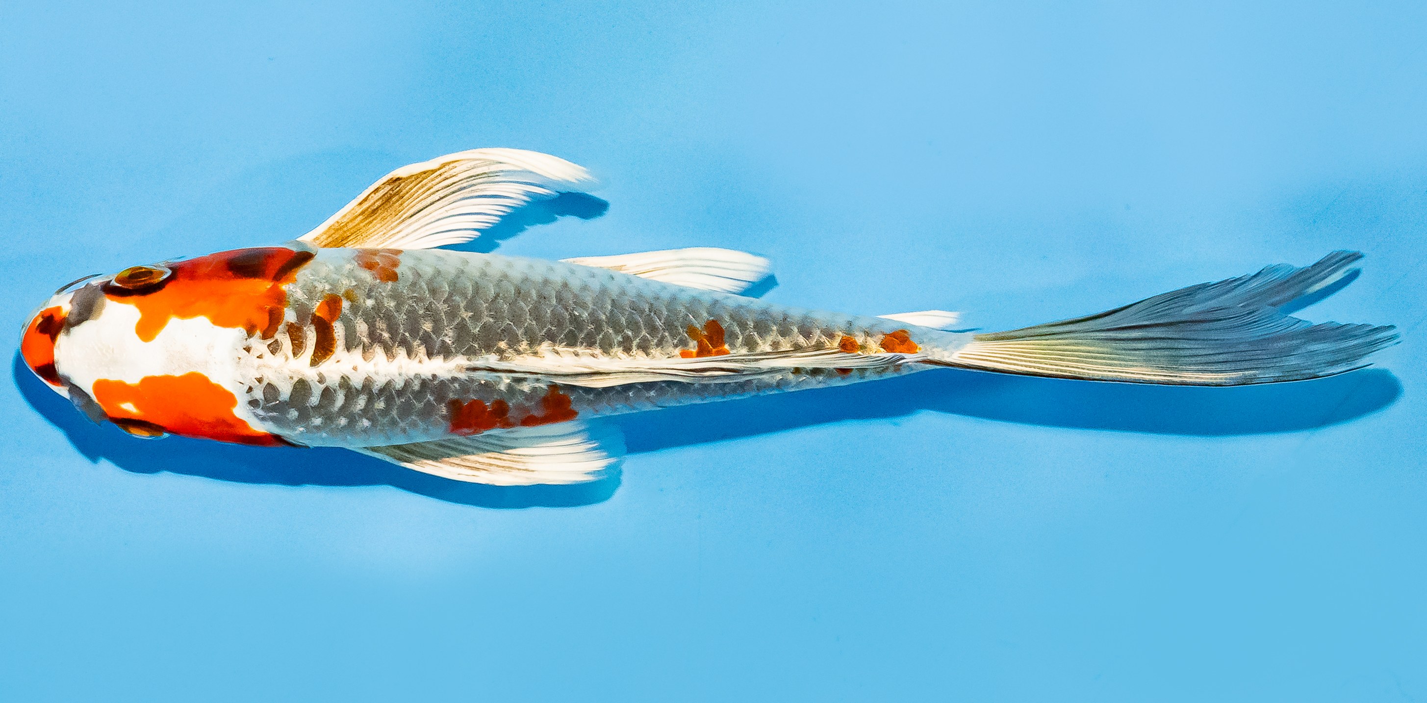 Butterfly Koi 20-25cm Nr. 7340