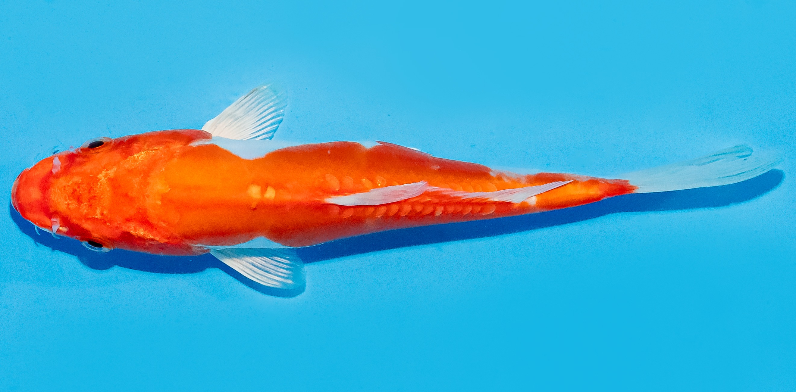 Koi 17-20cm Nr. 8715