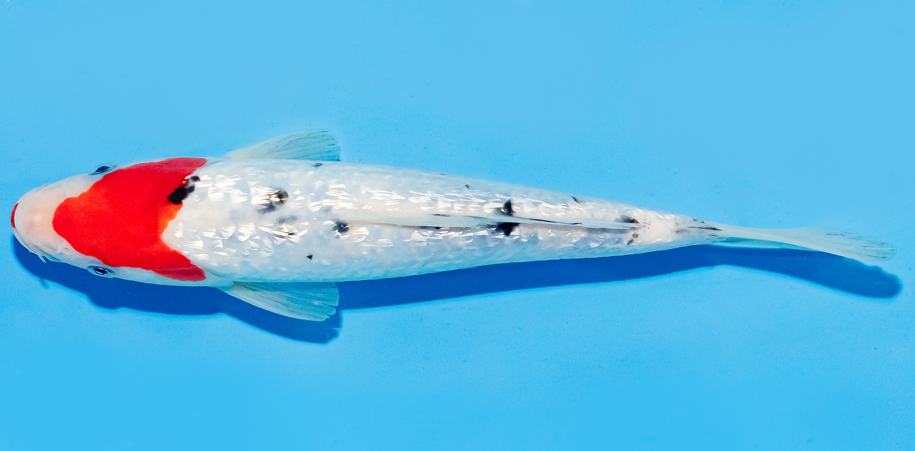 Koi 17-20cm Nr. 6894