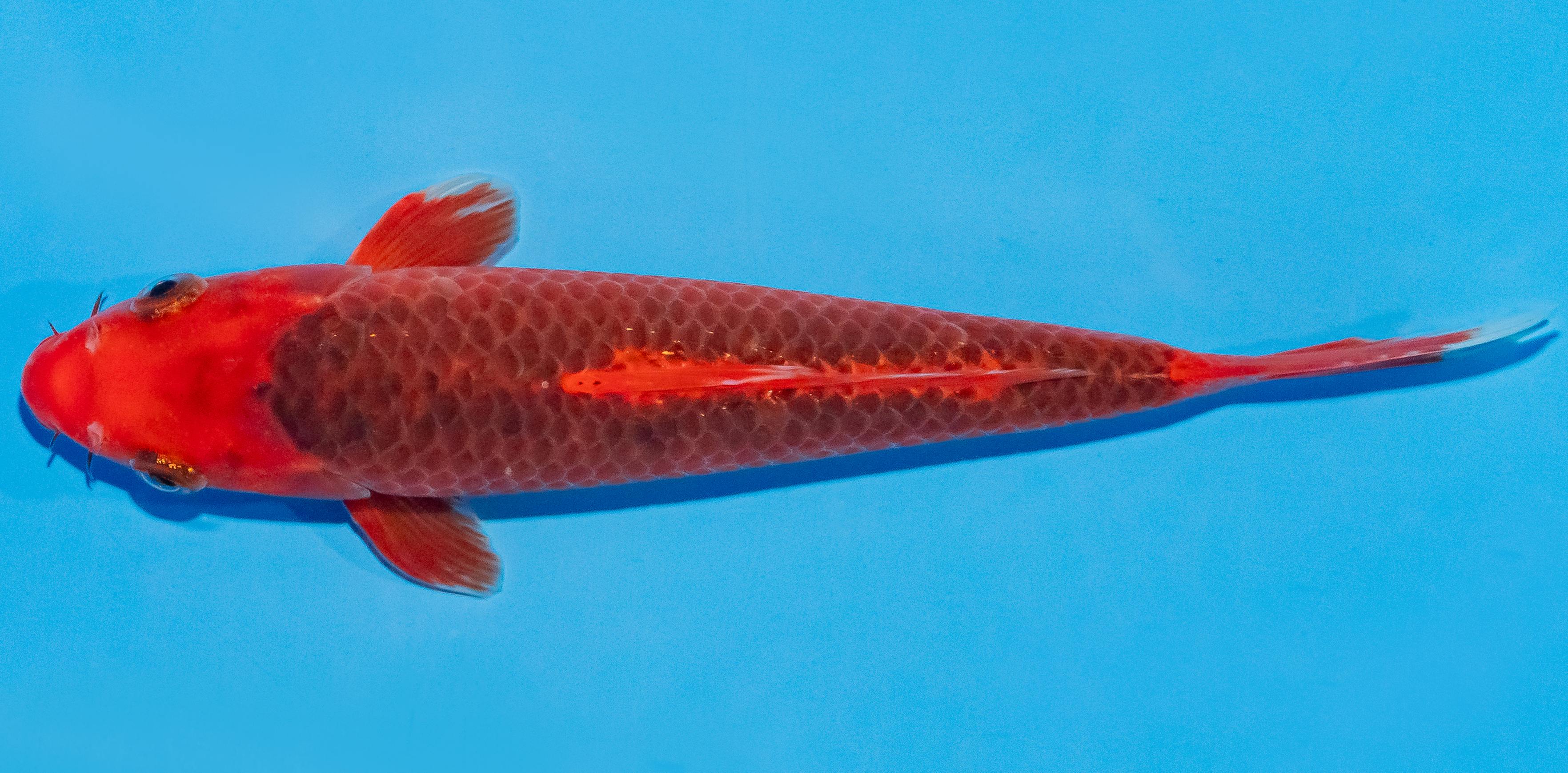 Koi 17-20cm Nr. 2019