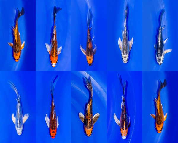 Butterfly Koi GHOST