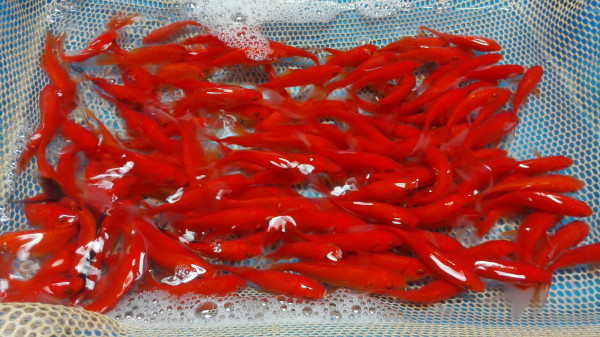 Goldfisch online kaufen - Teichfische