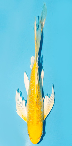Butterfly 25-30cm Nr. 1562