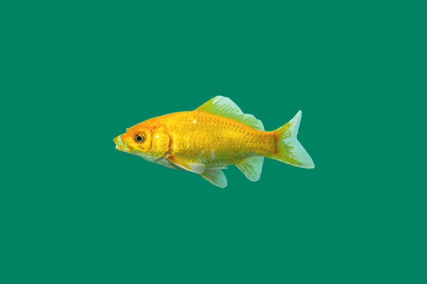 Gelber Goldfisch